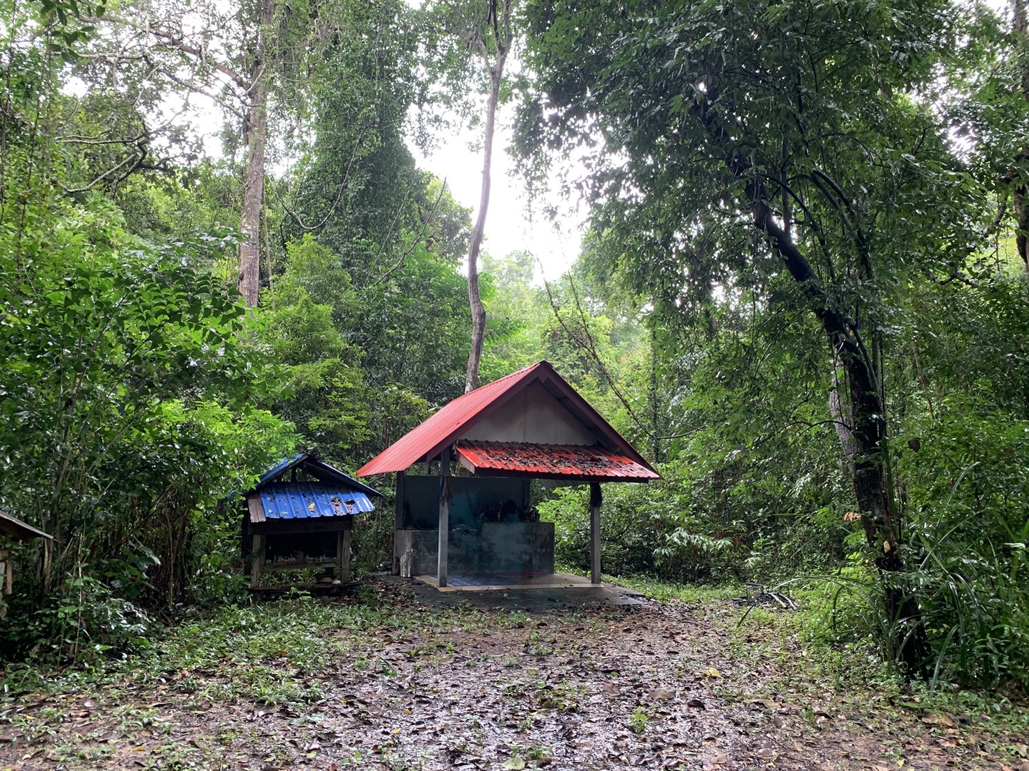 forest image