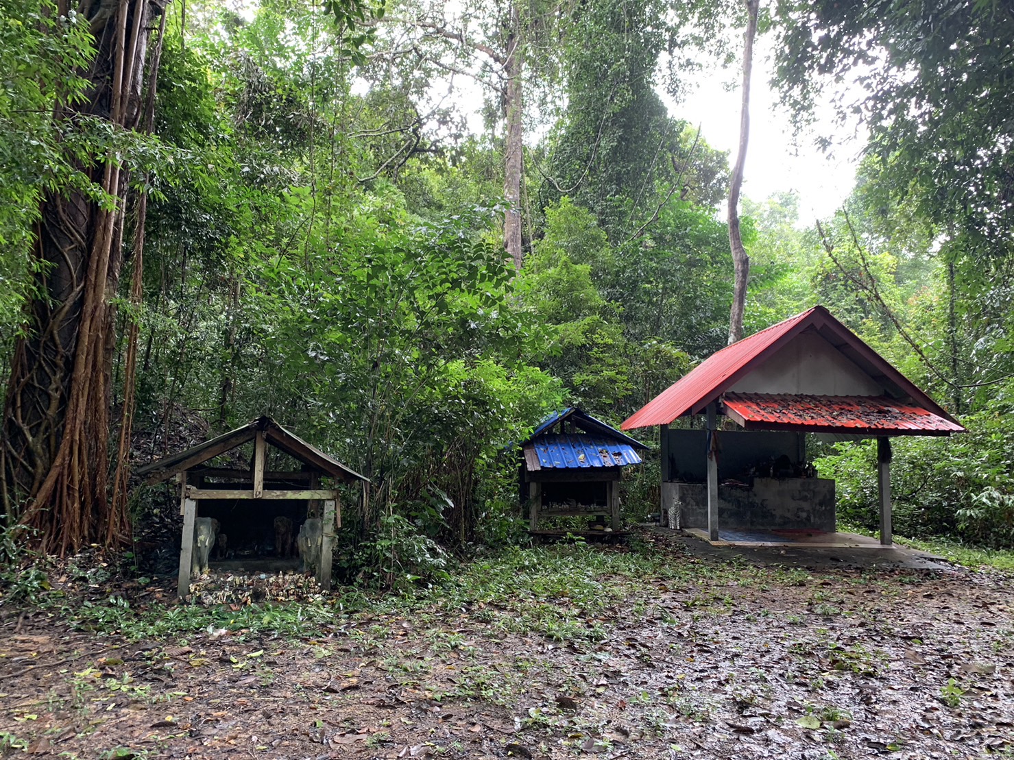 forest image