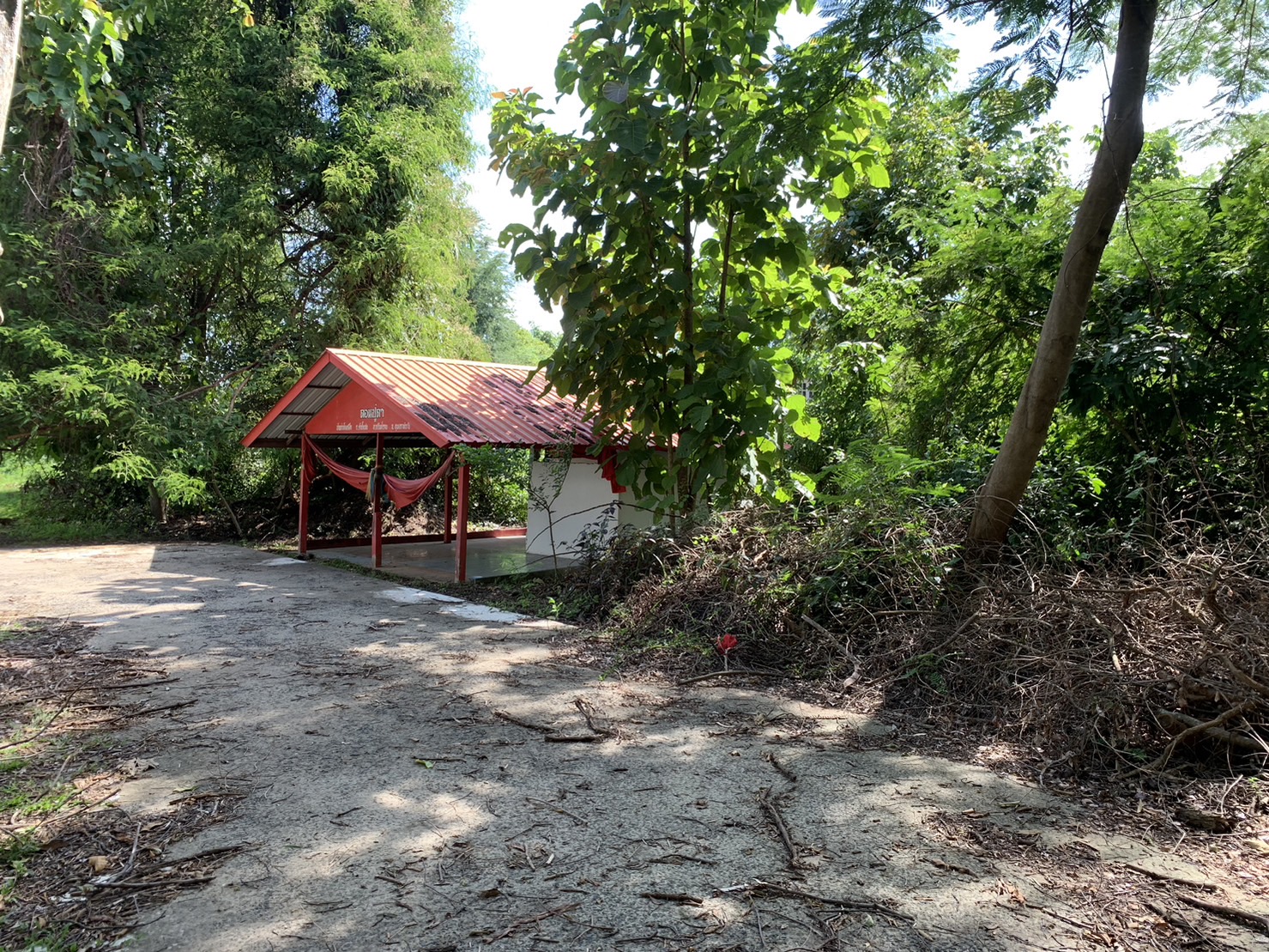 forest image