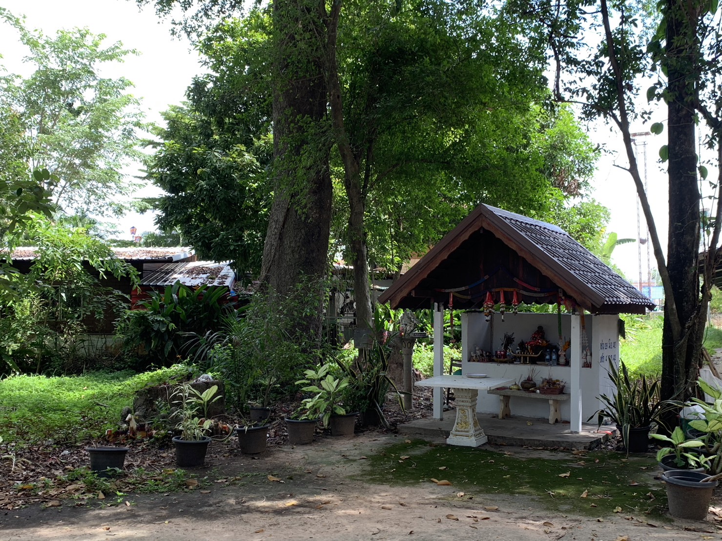 forest image