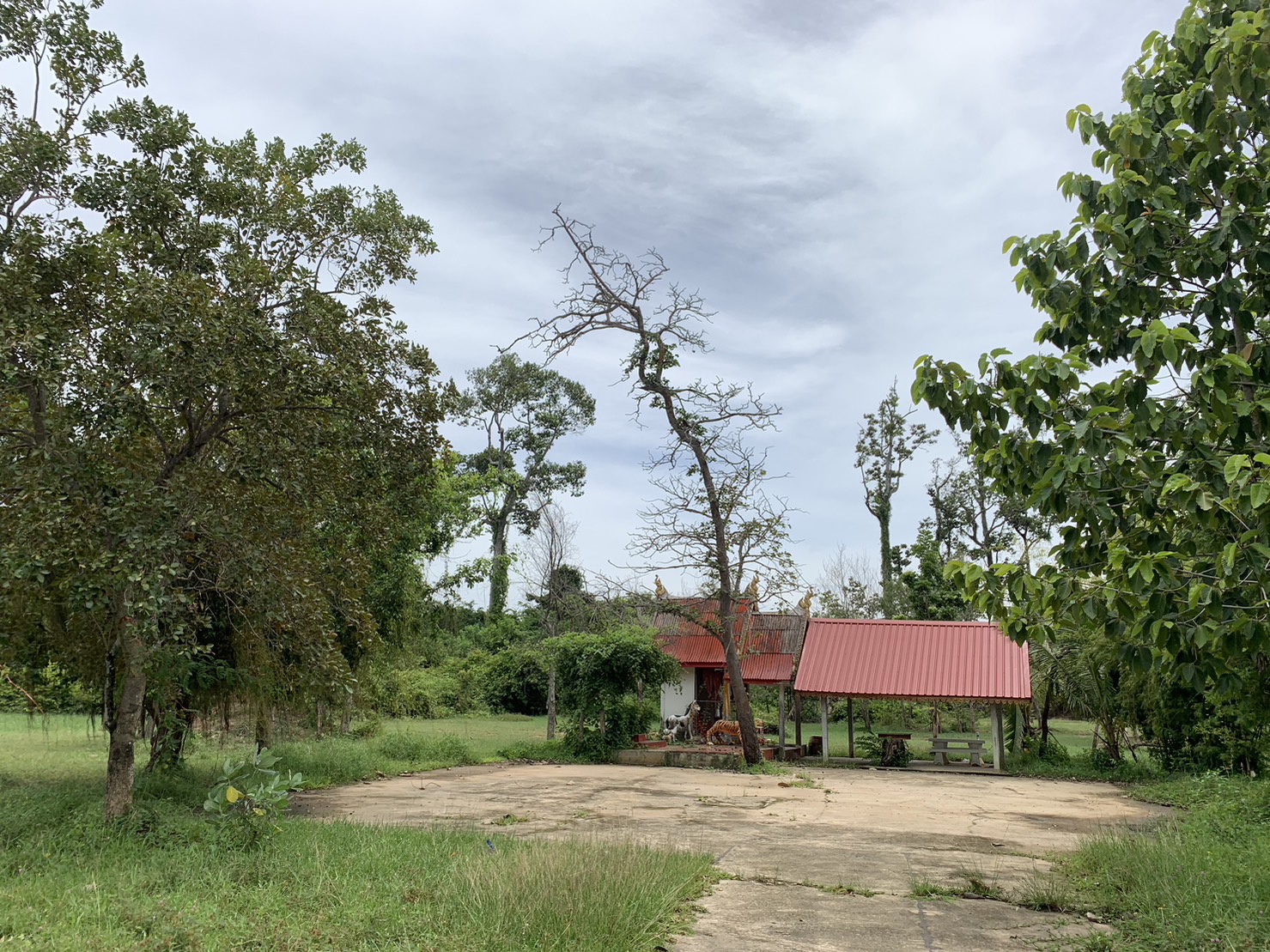 forest image