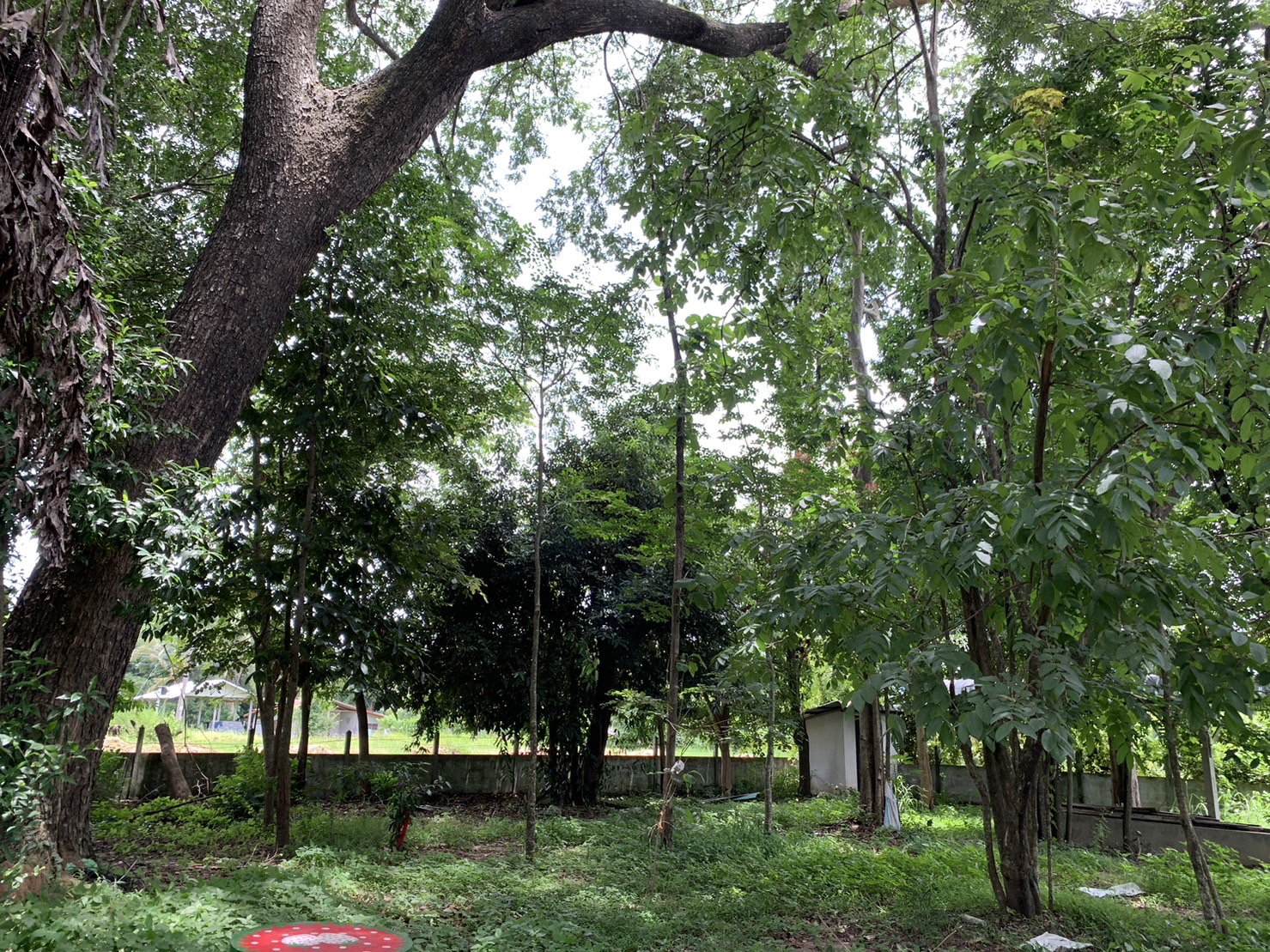 forest image