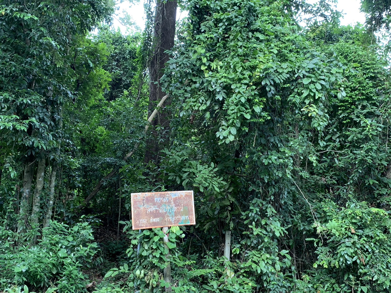 forest image
