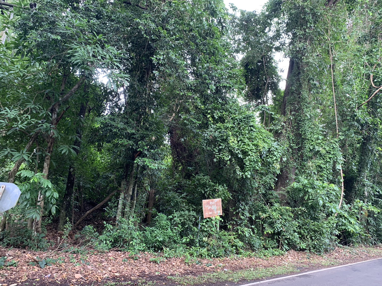 forest image