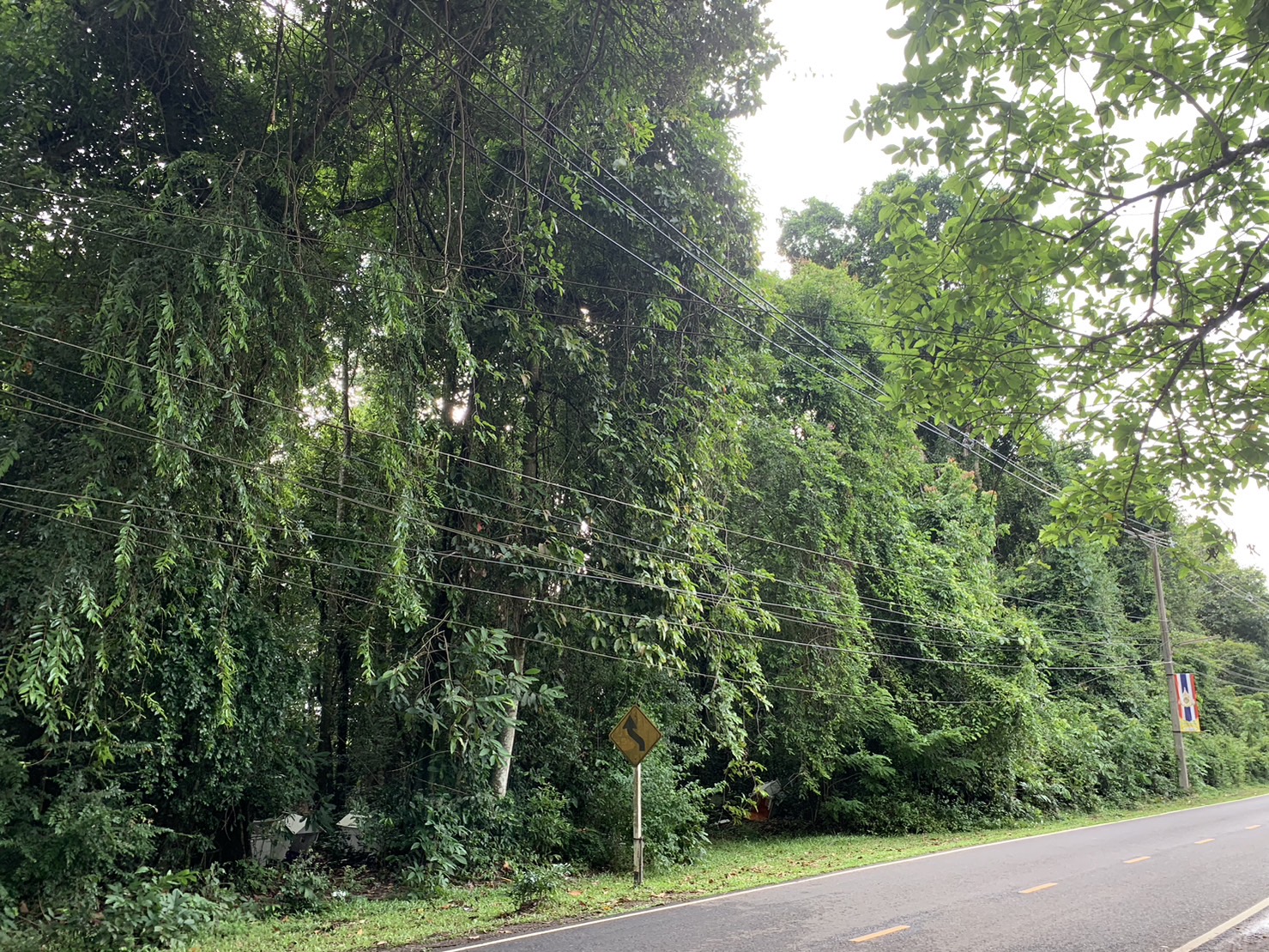 forest image