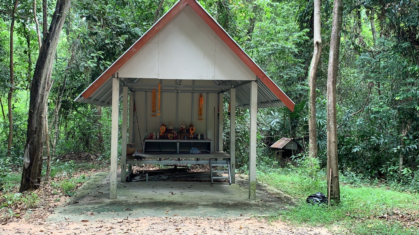 forest image
