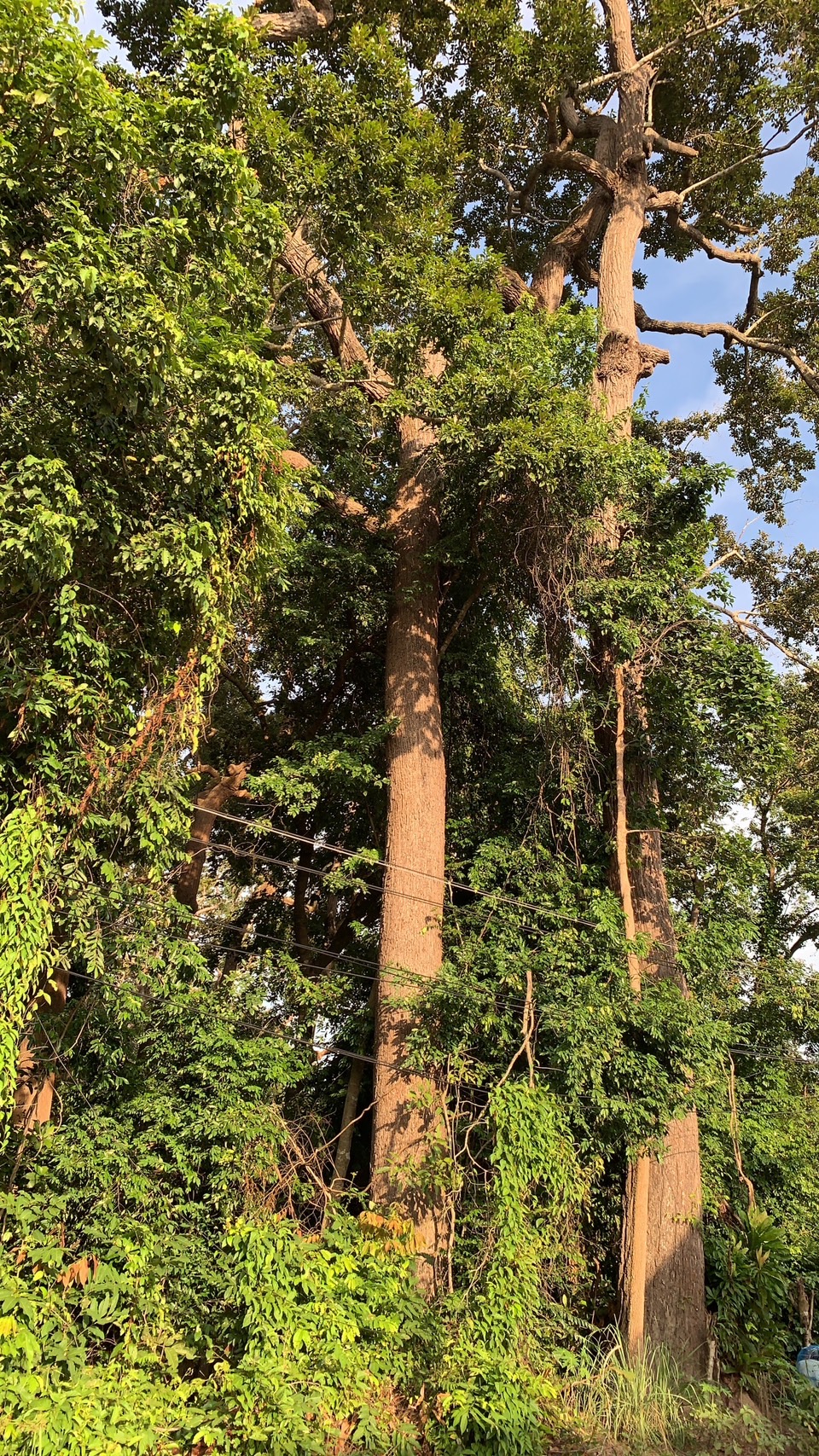 forest image