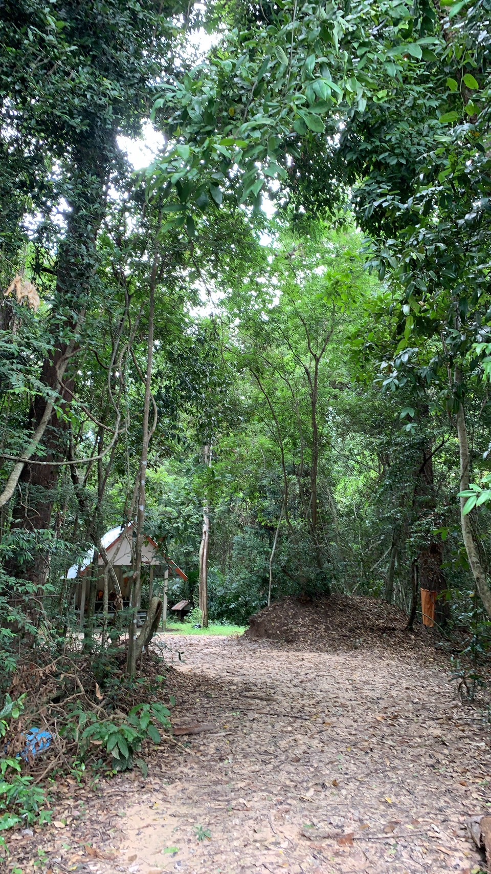 forest image