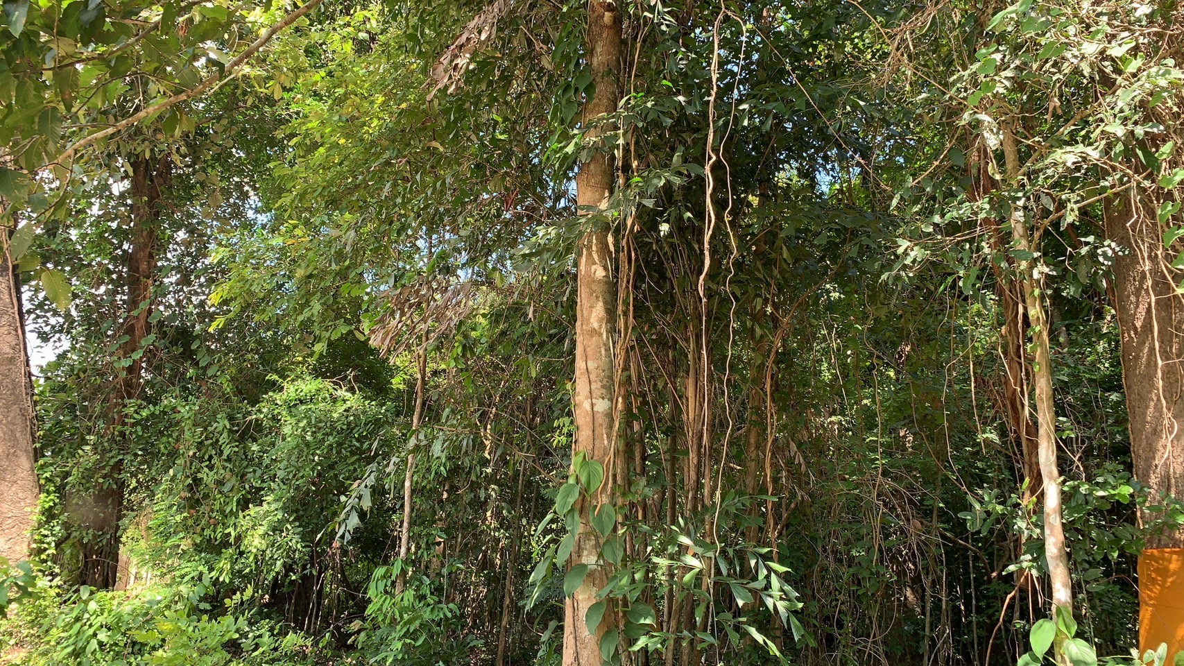 forest image