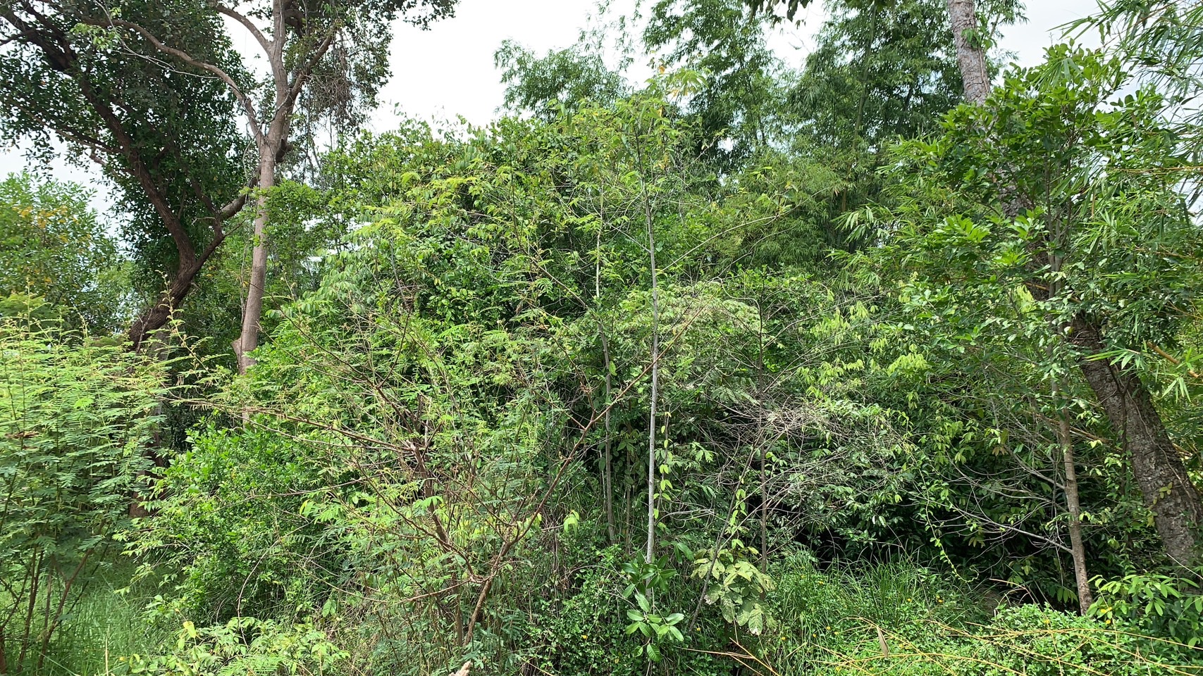 forest image