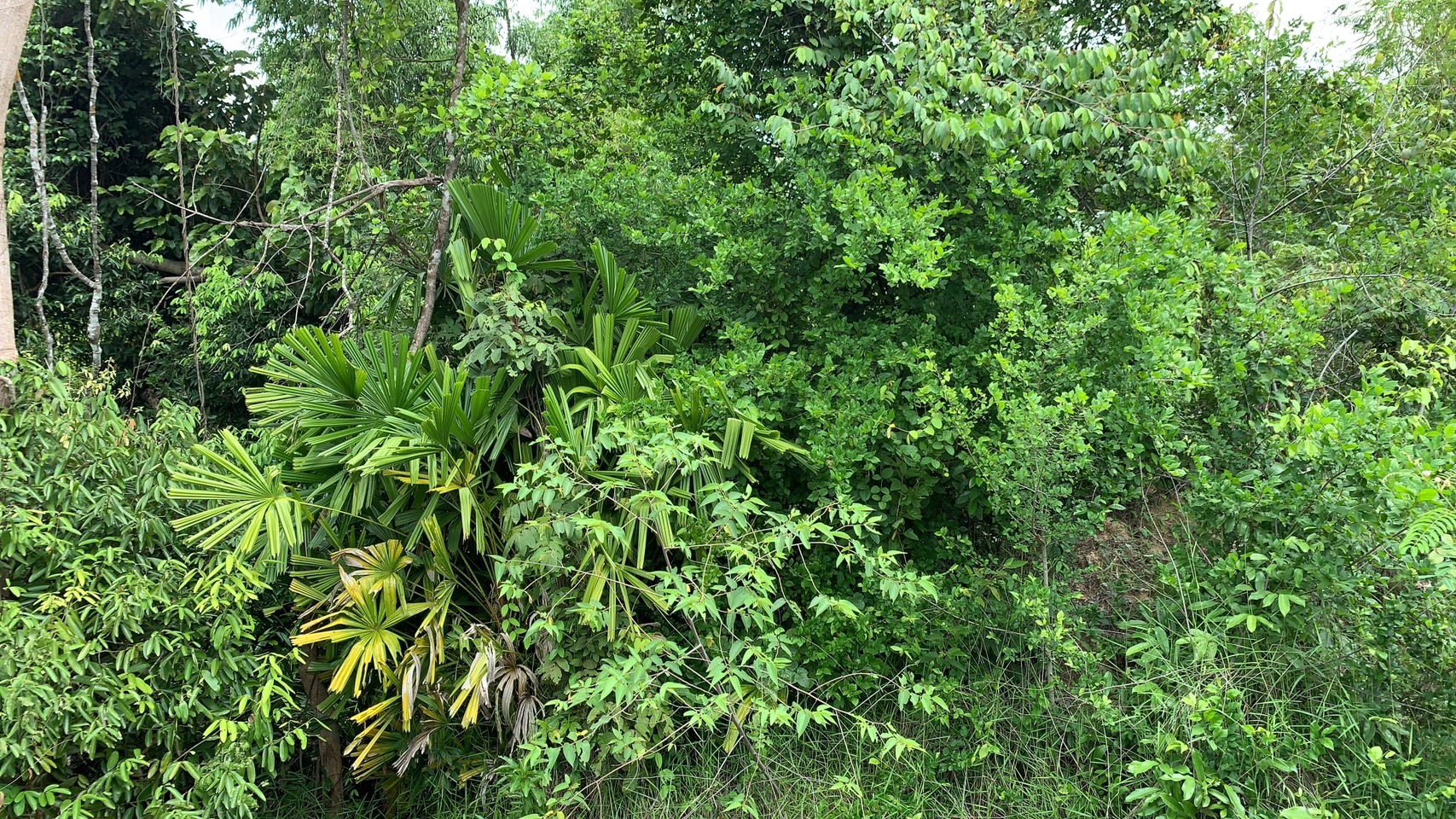 forest image