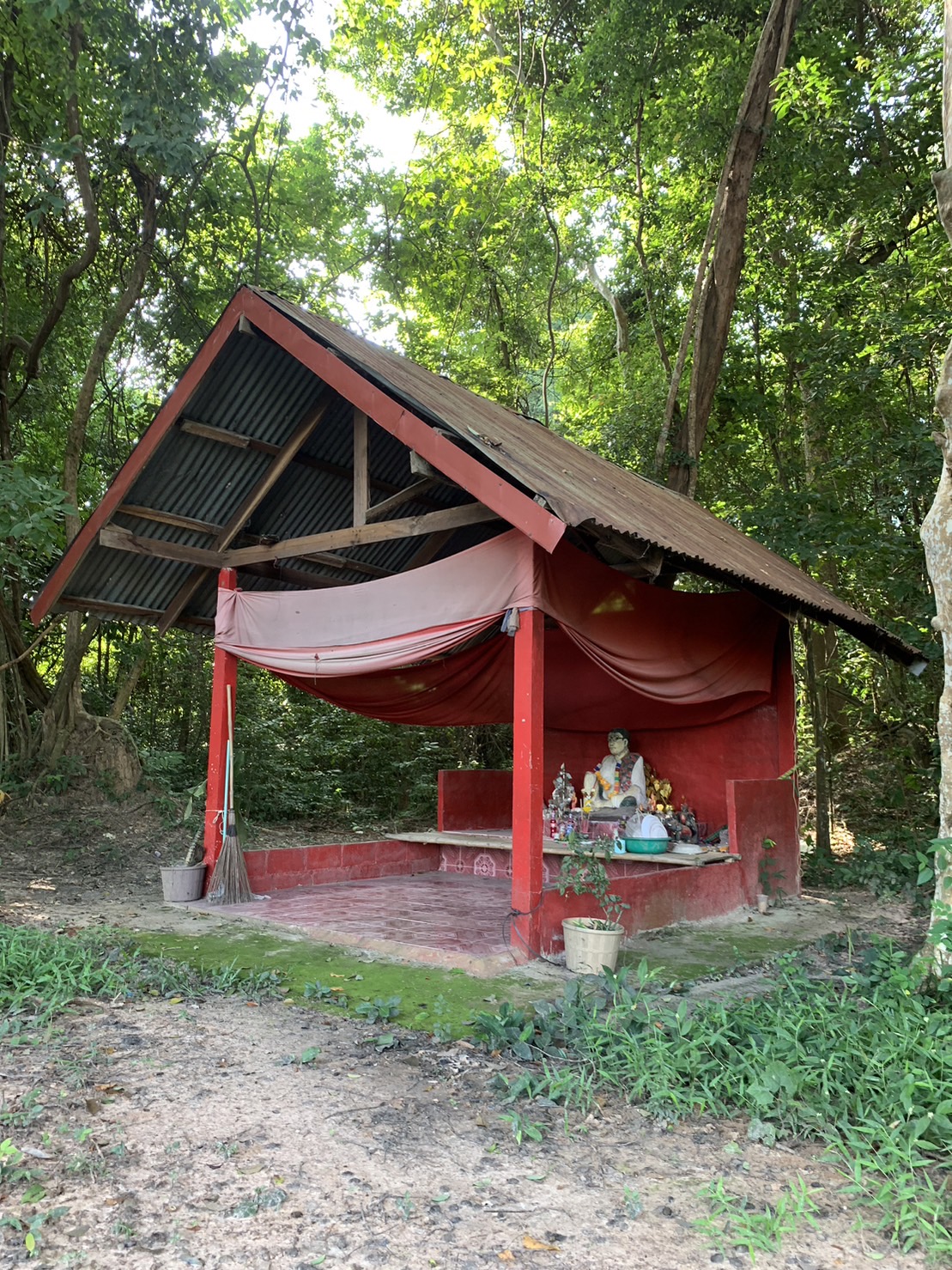 forest image