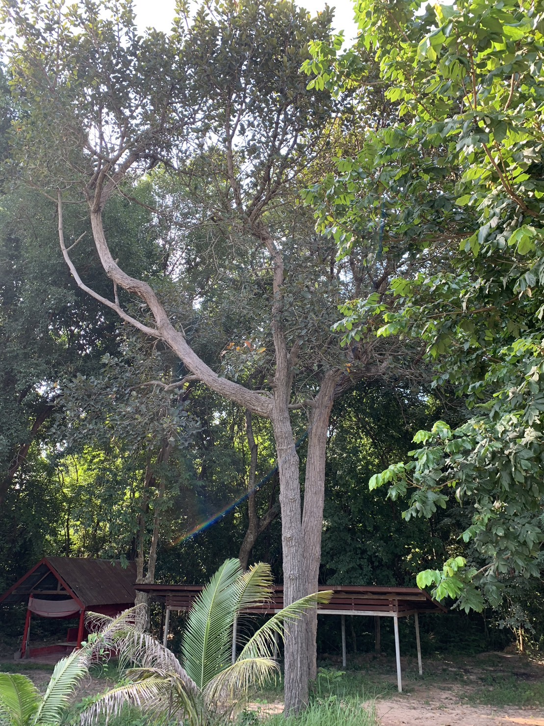 forest image