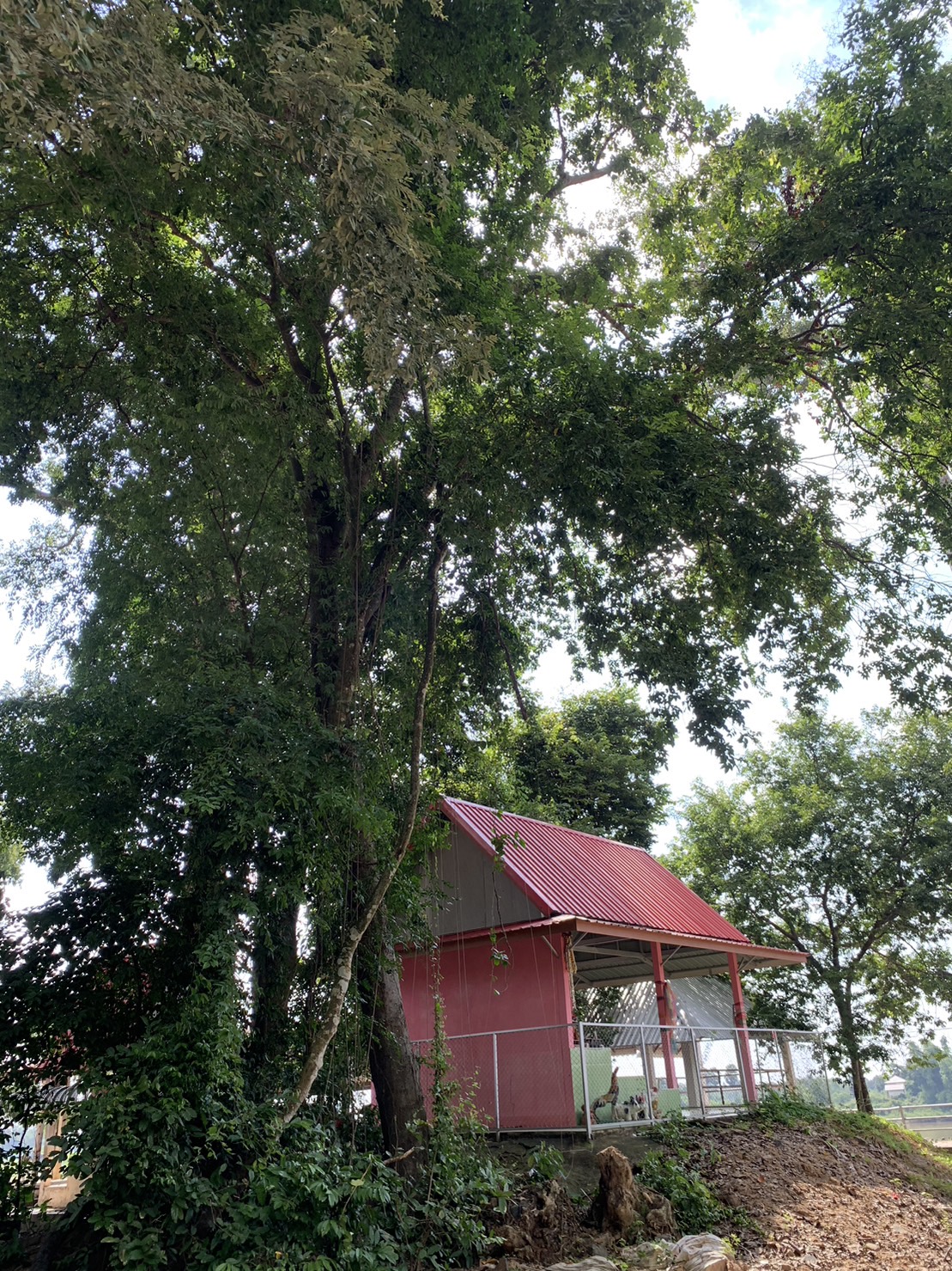 forest image