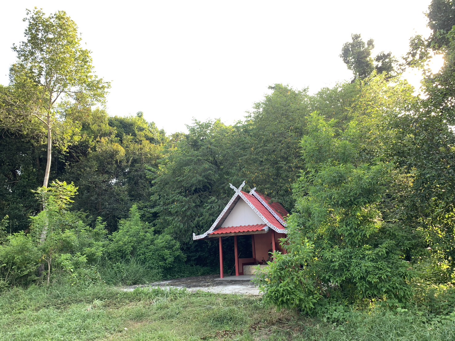 forest image