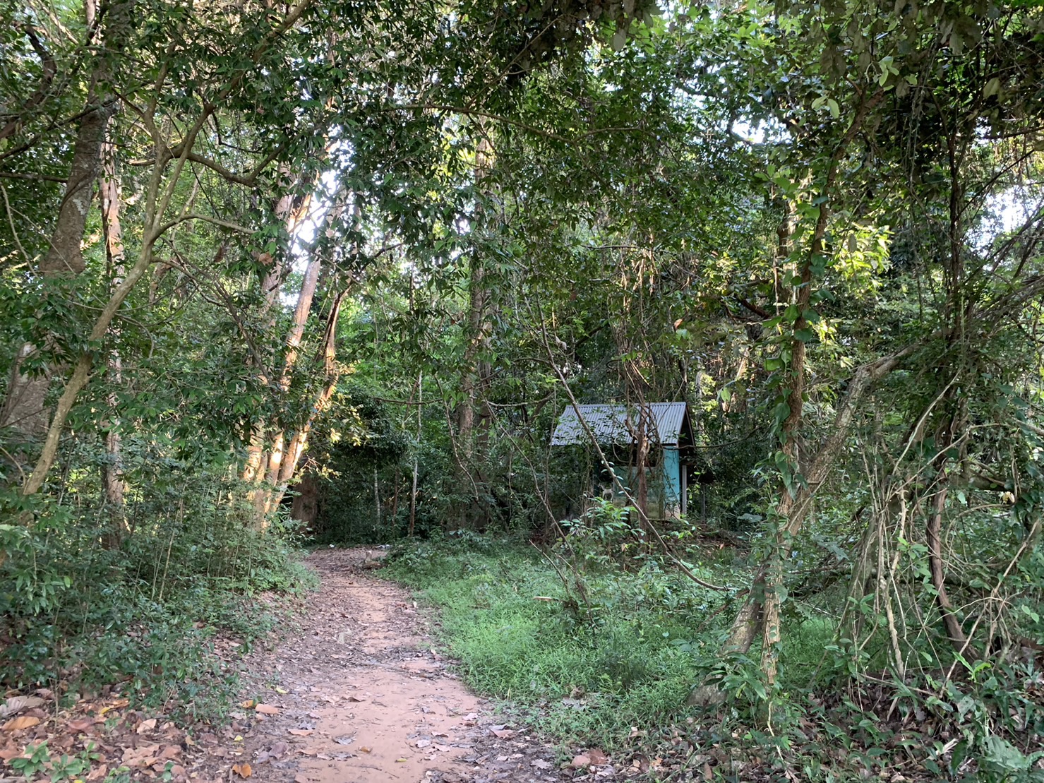 ดอนปู่ตาบ้านทางสาย