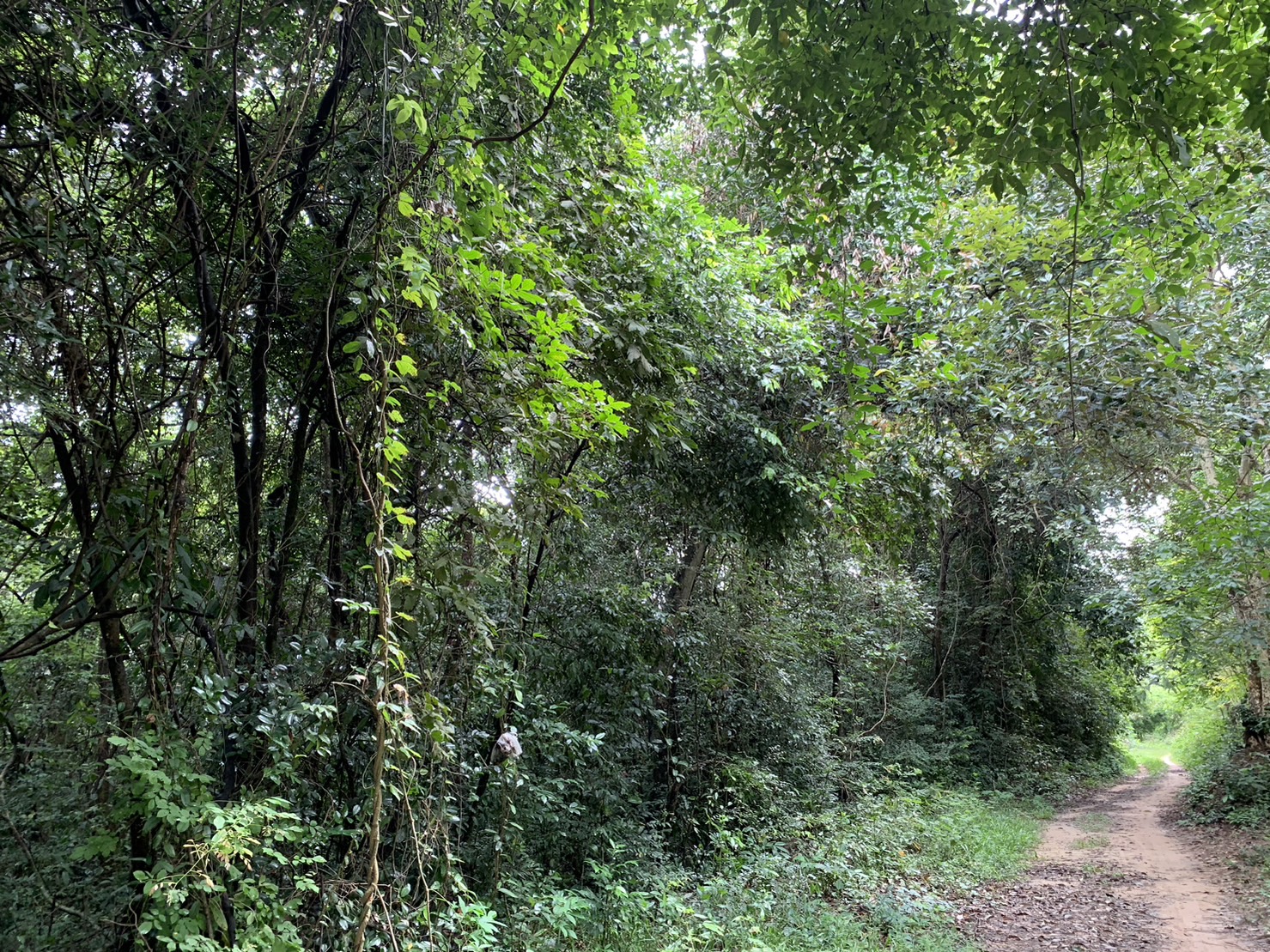 forest image