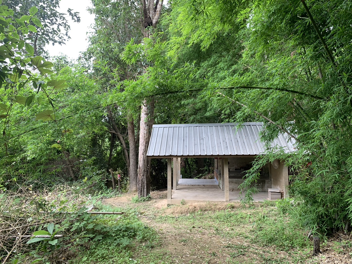 forest image