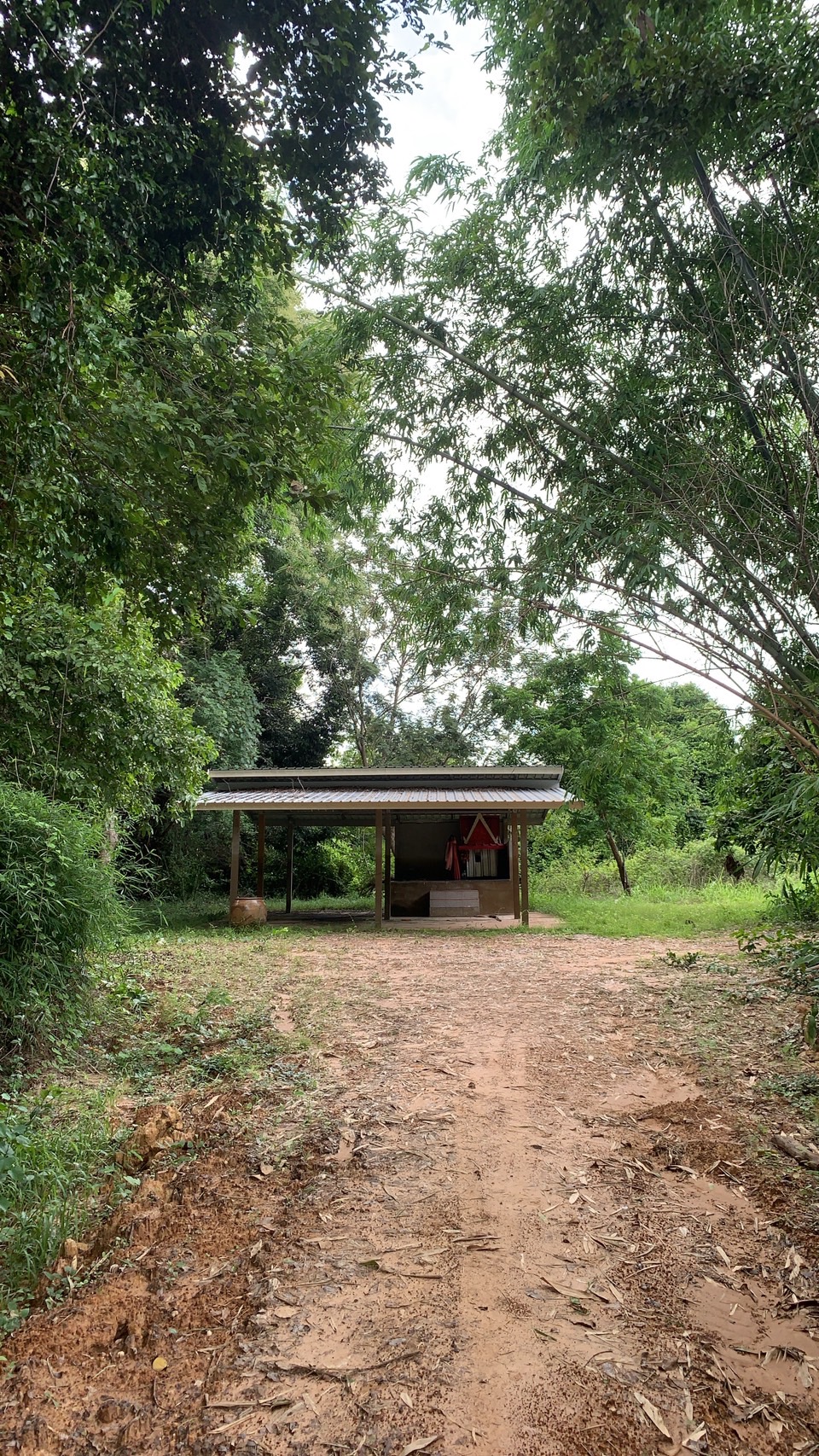 forest image