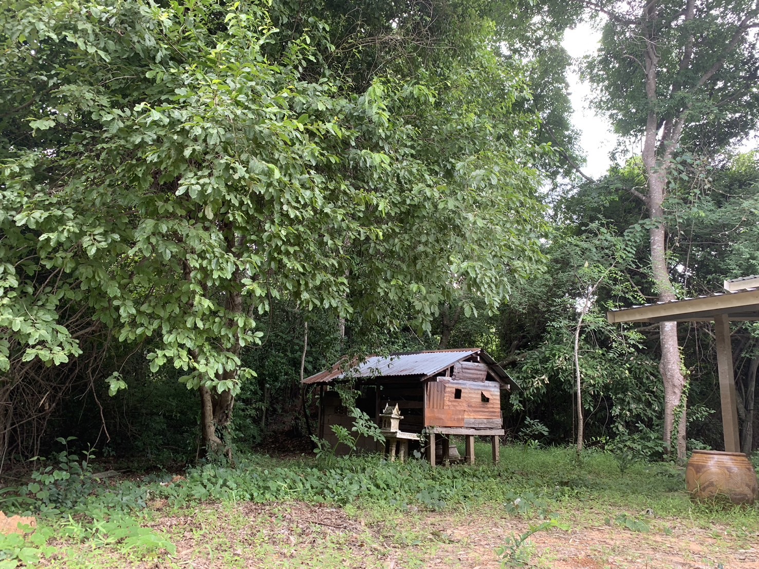 forest image