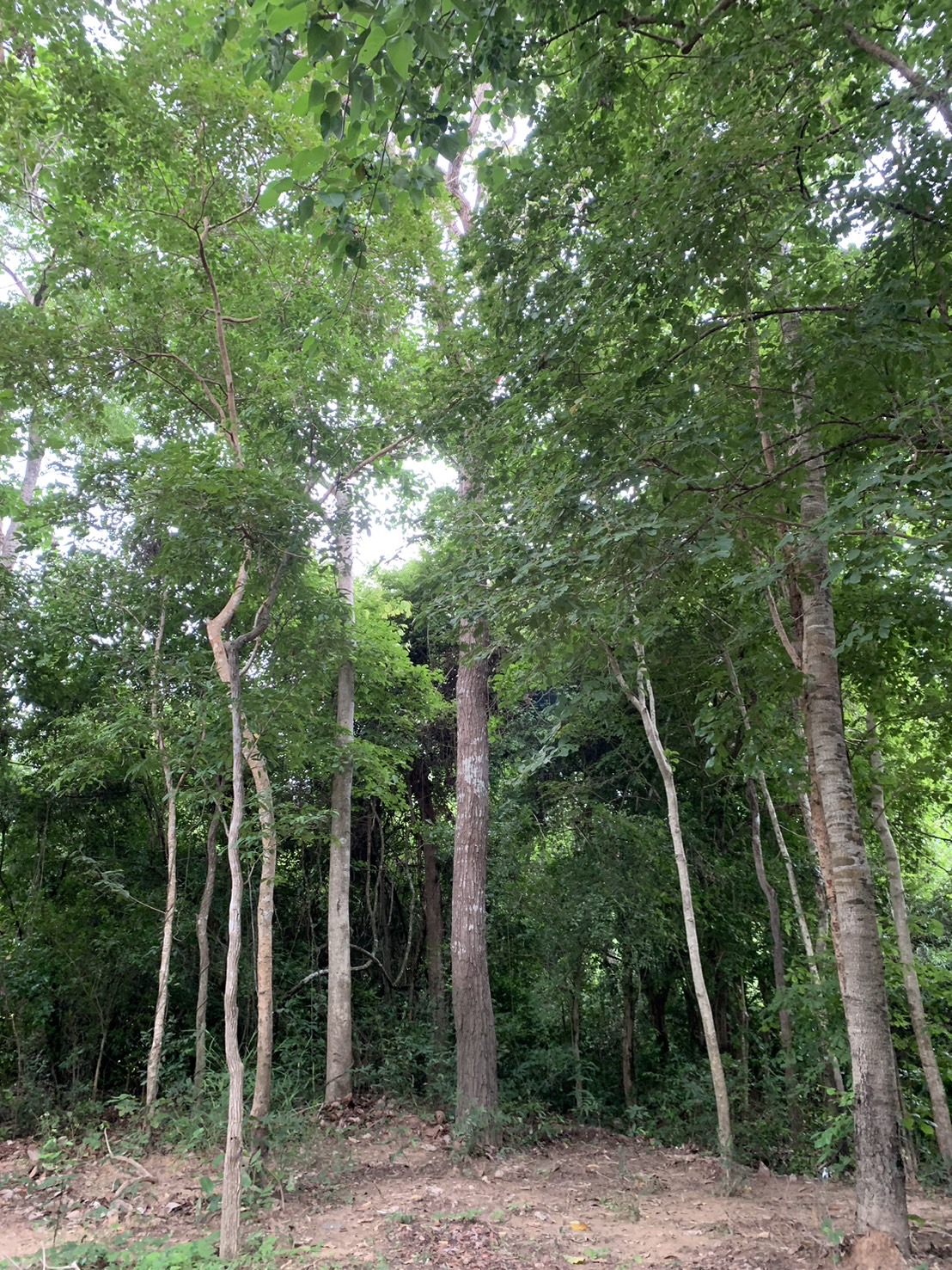 forest image