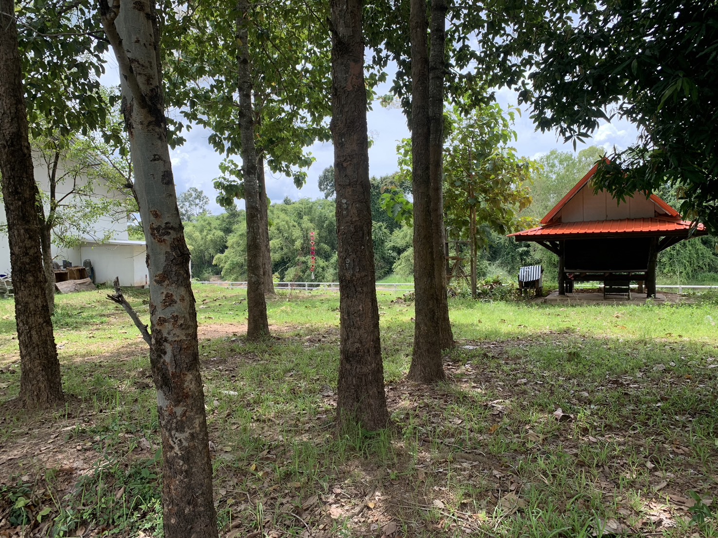 forest image