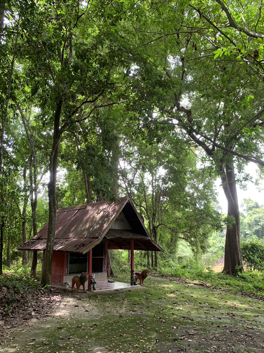 forest image