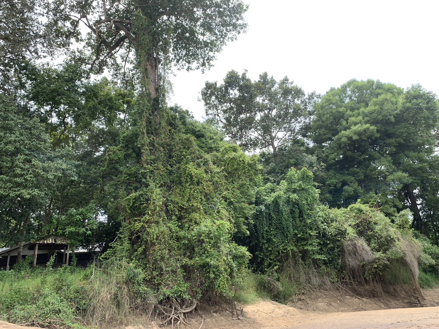 forest image