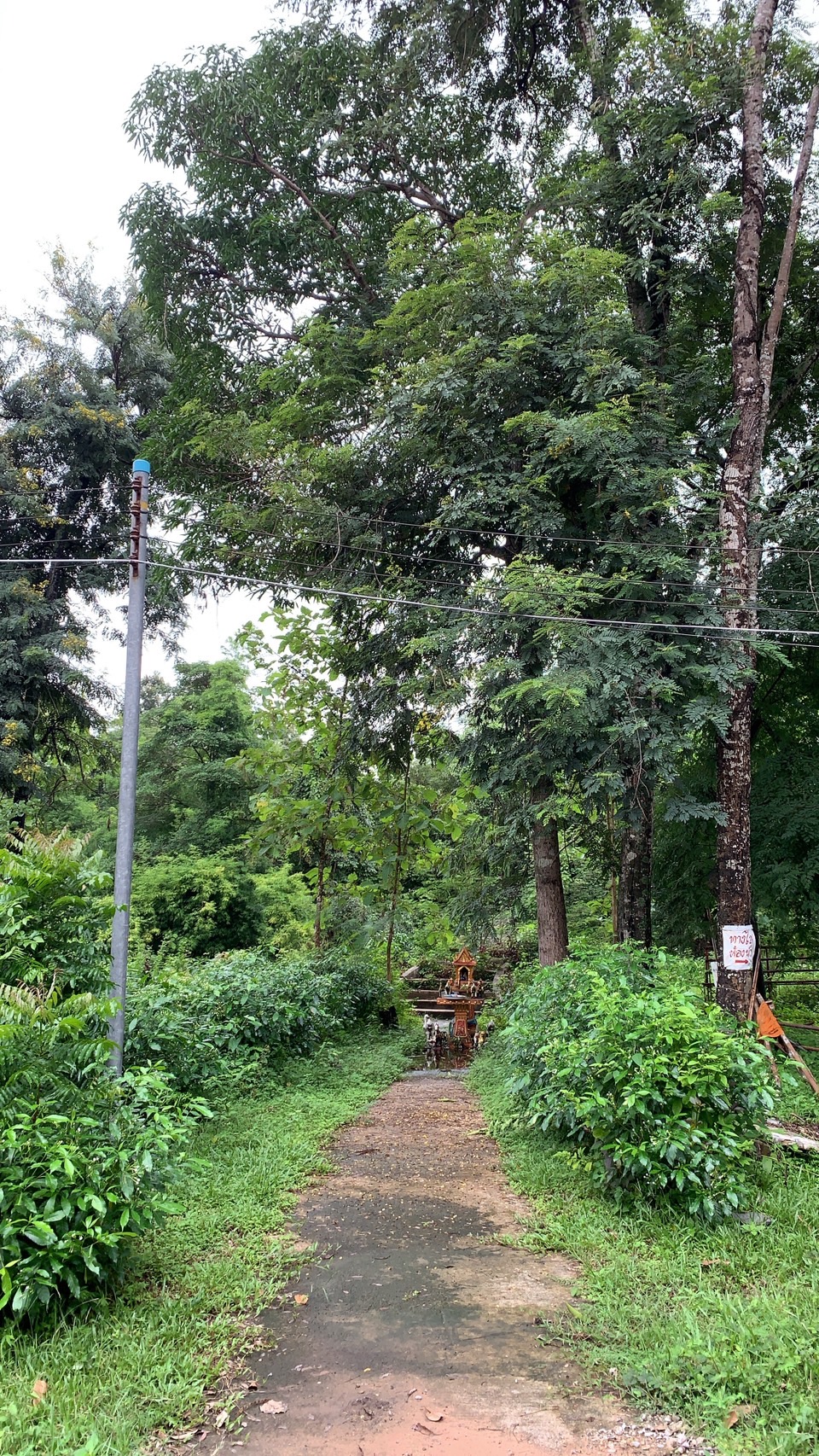 forest image