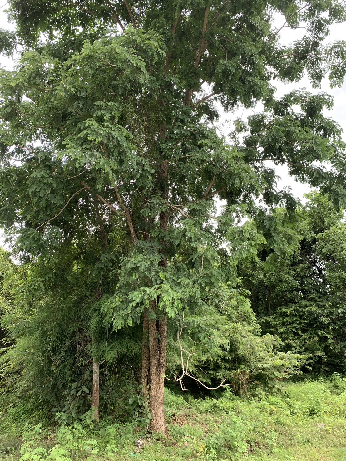 forest image