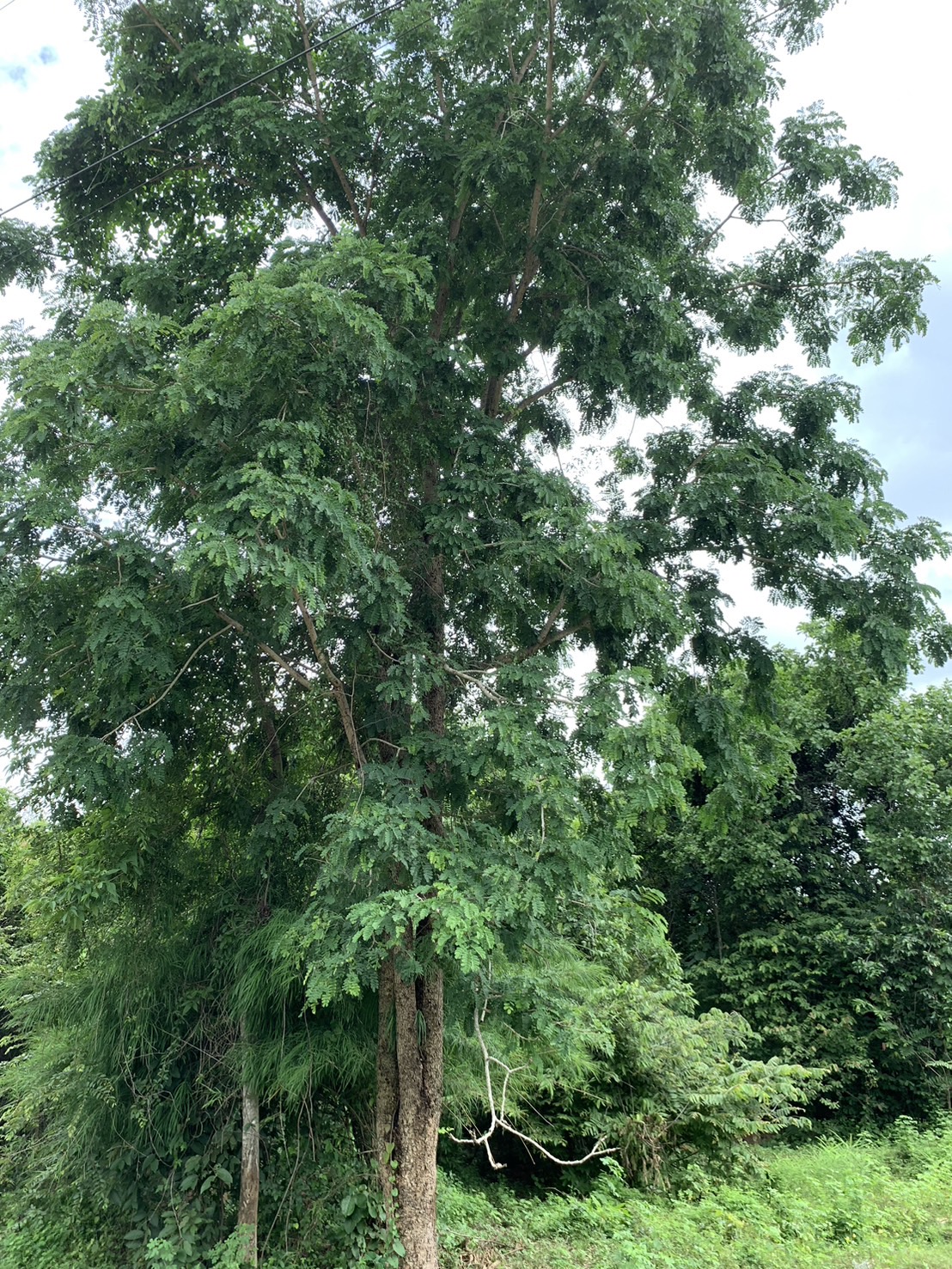 forest image