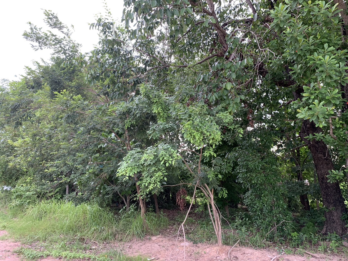 forest image