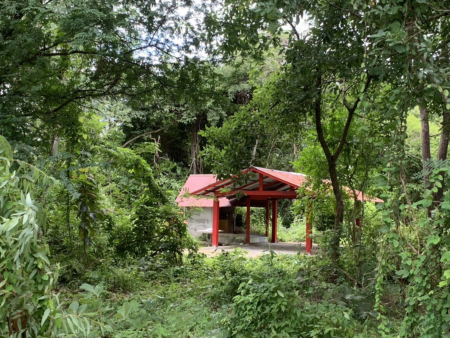 forest image