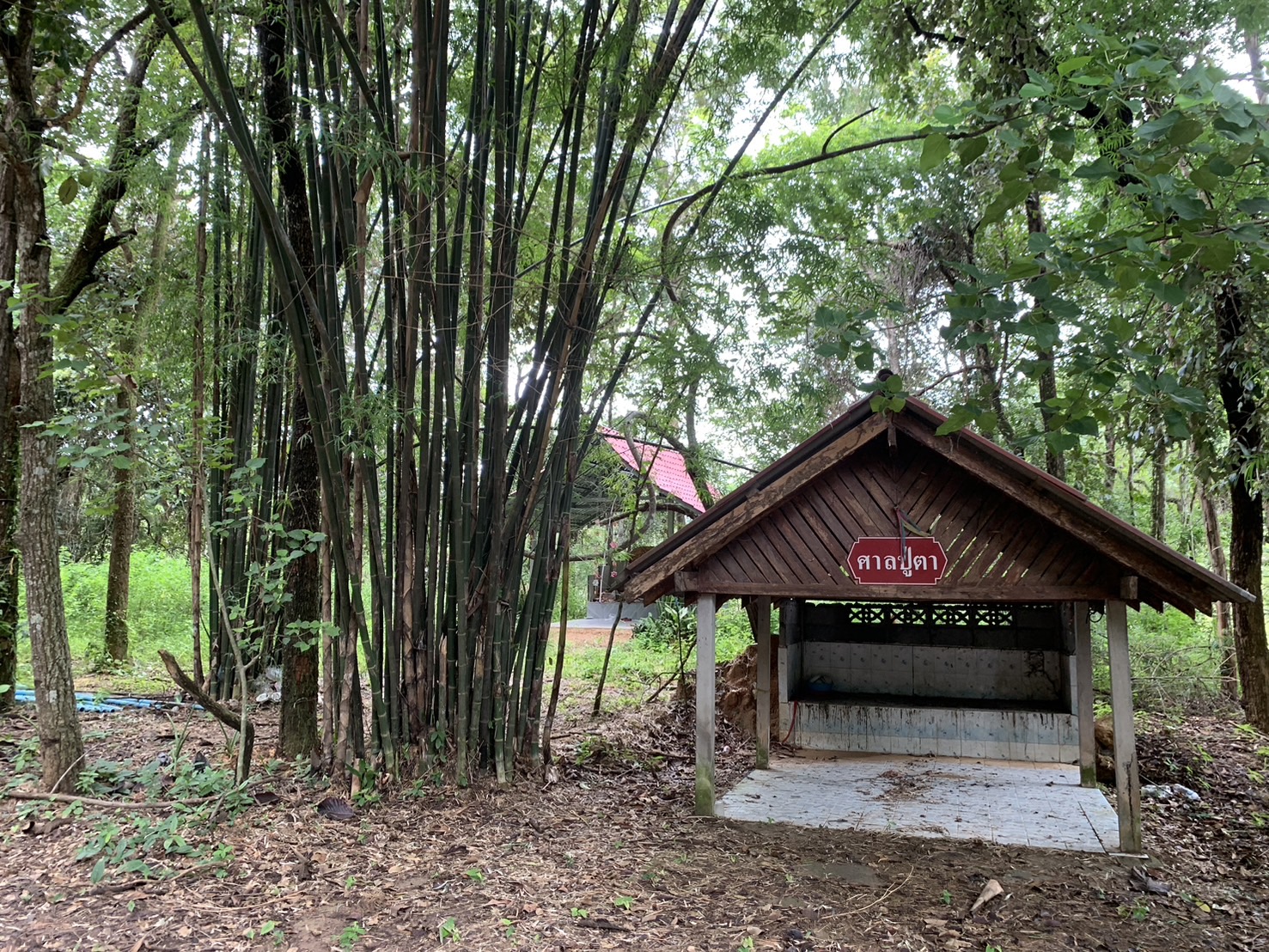 forest image