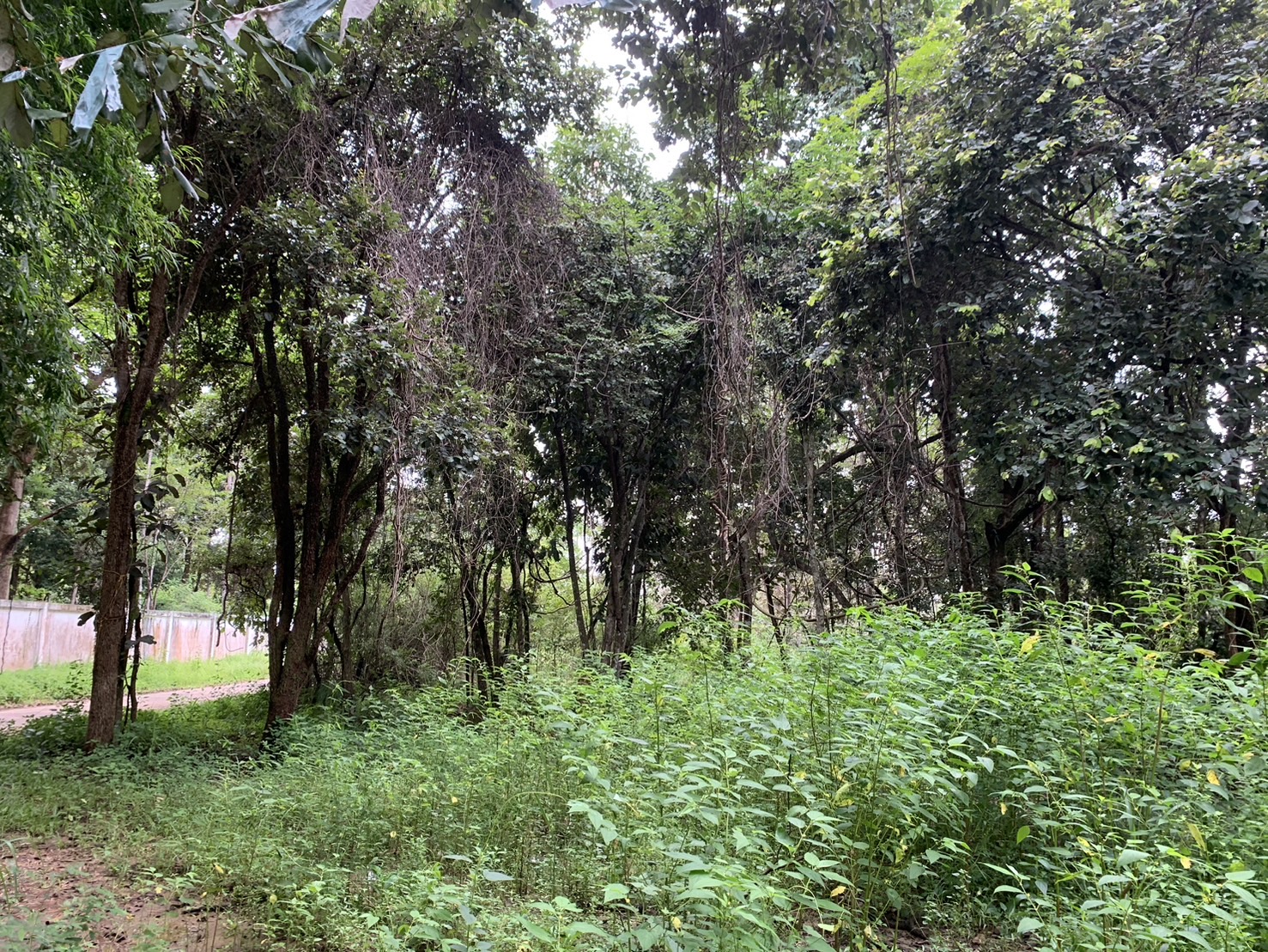 forest image