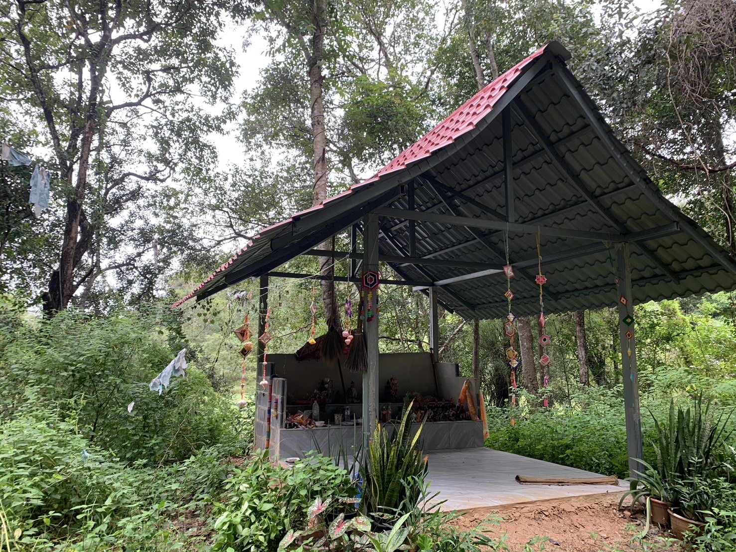 forest image