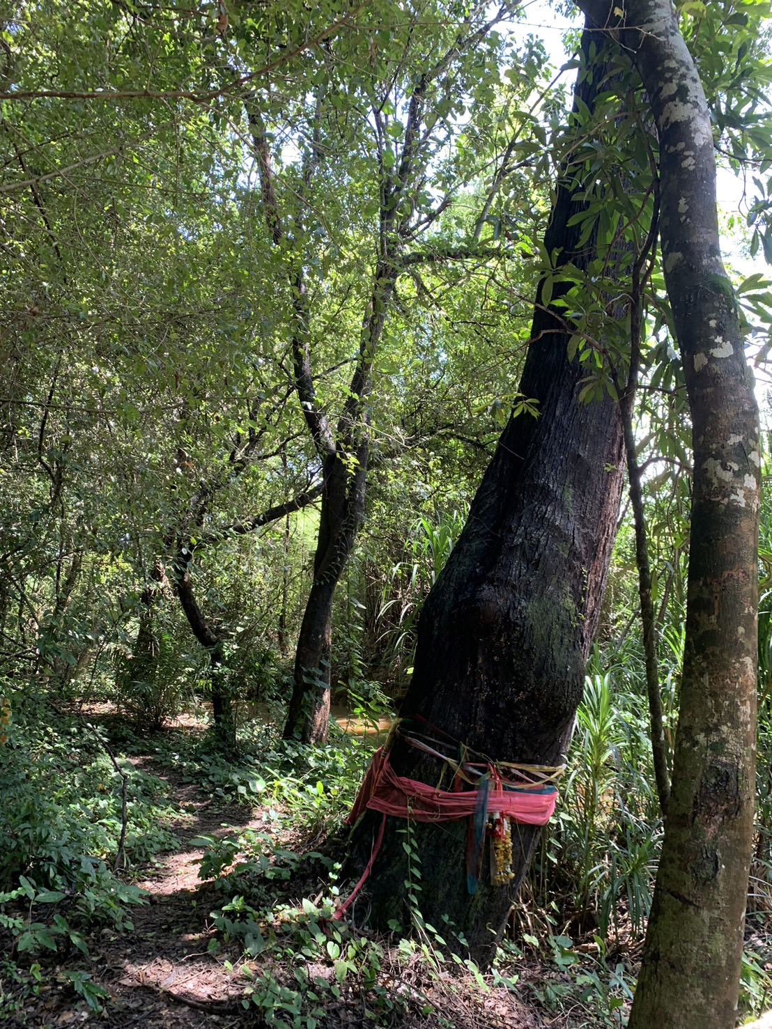 forest image
