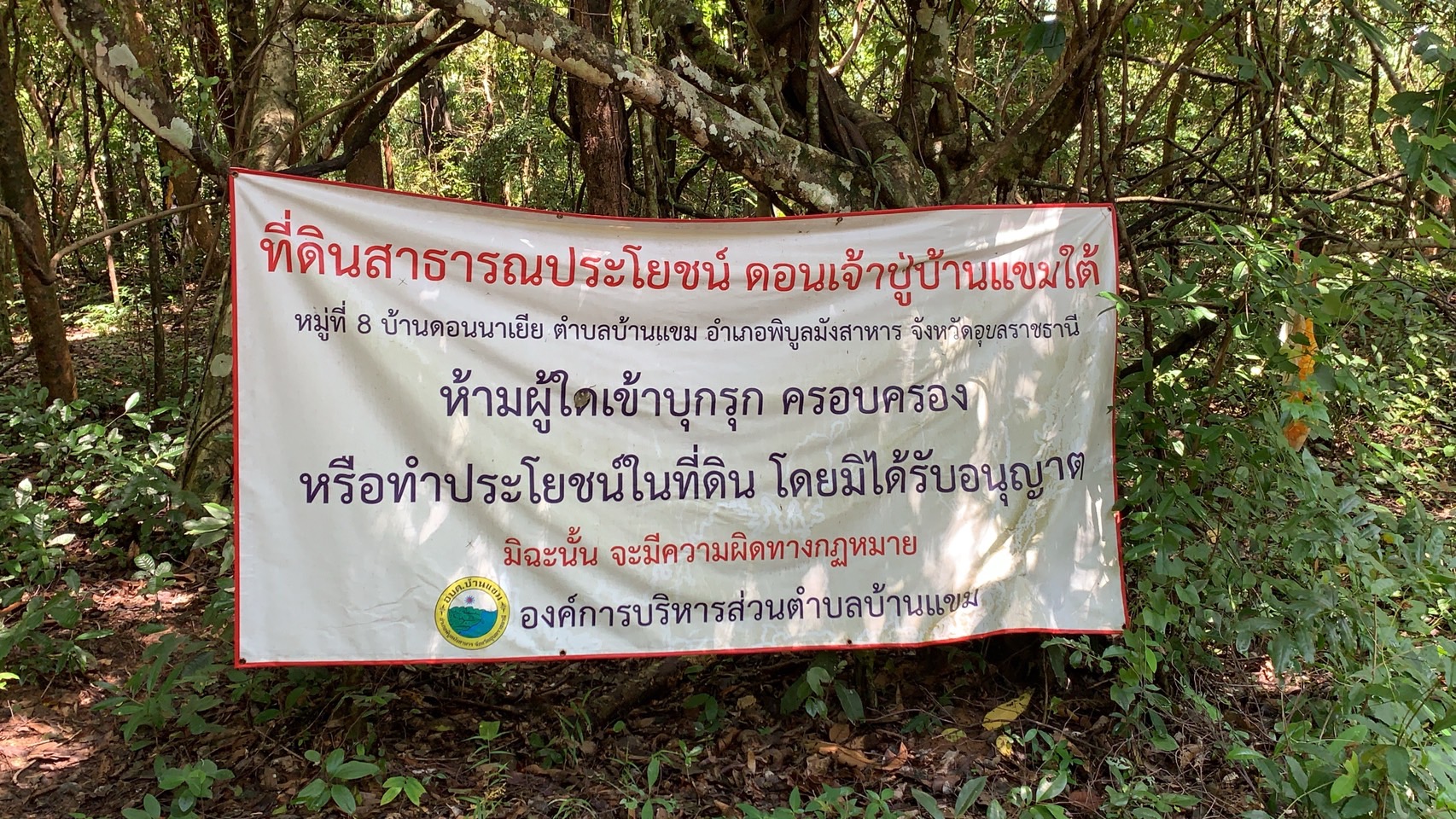 forest image