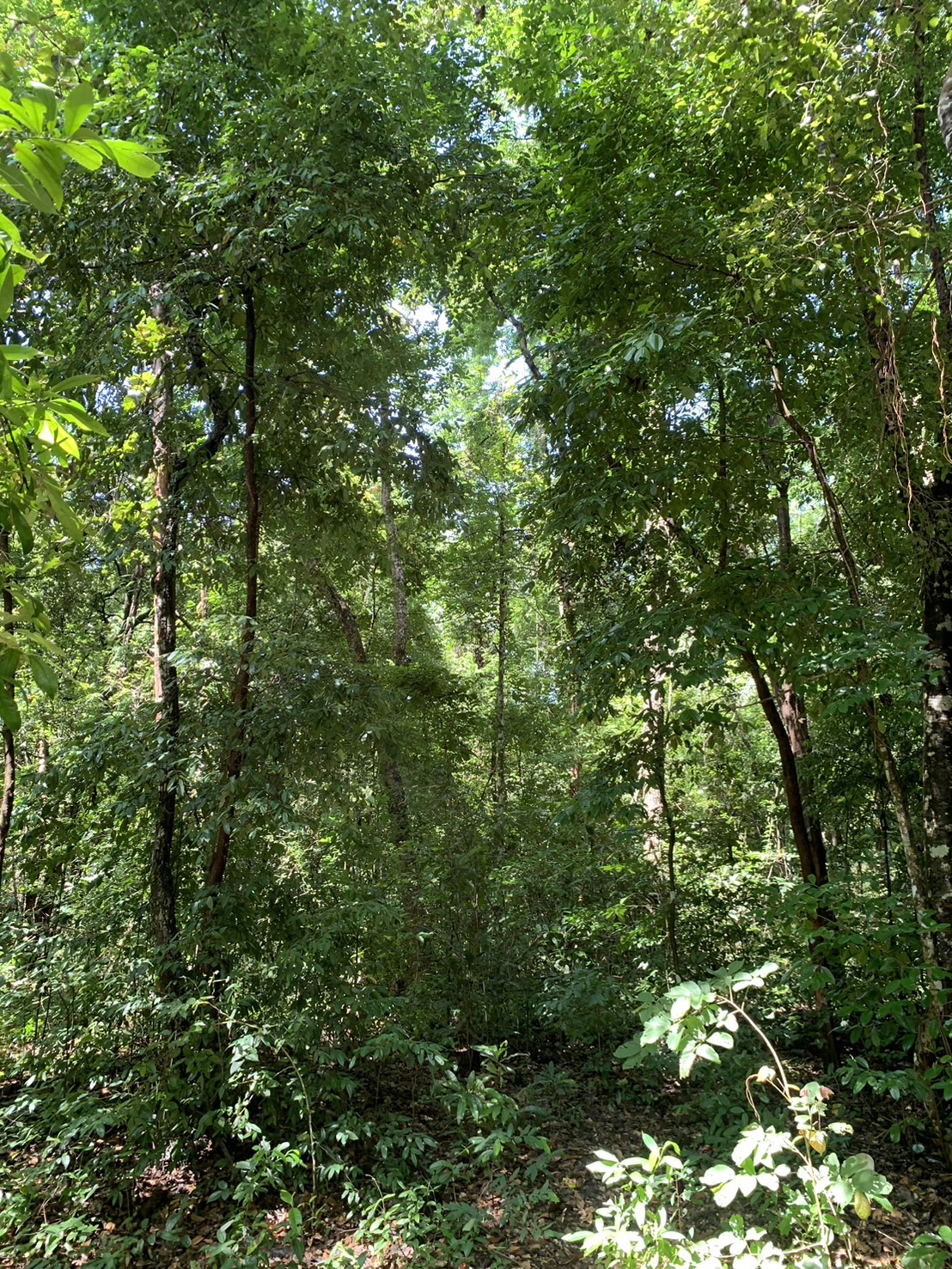 forest image