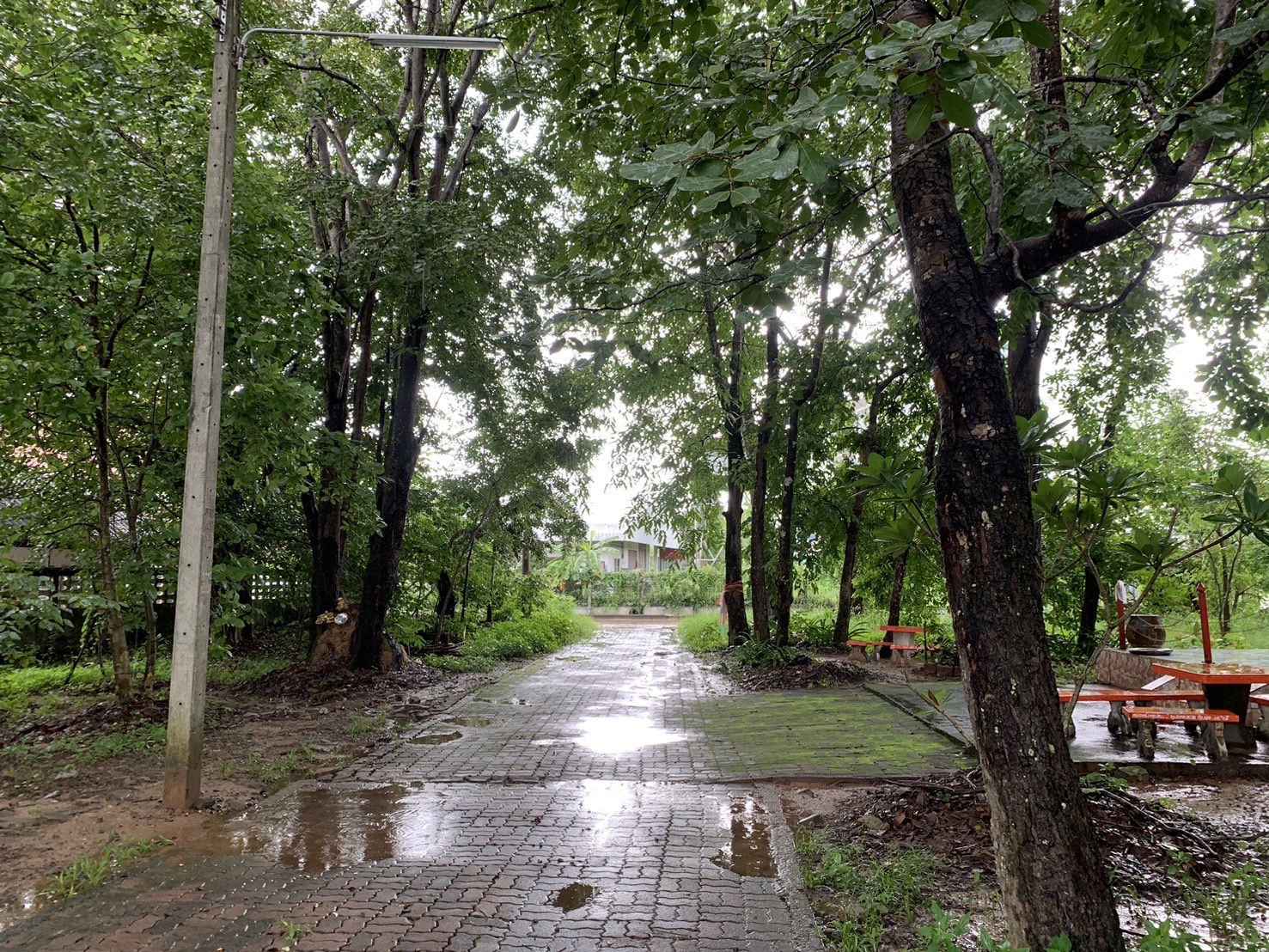 forest image