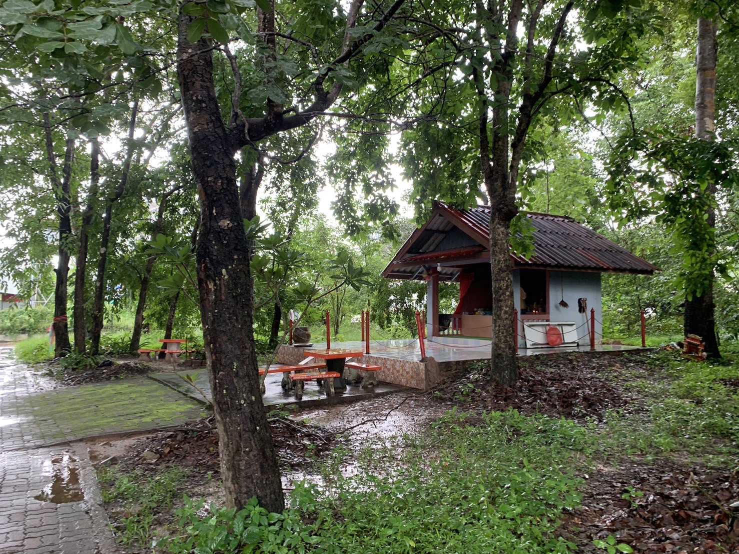 forest image