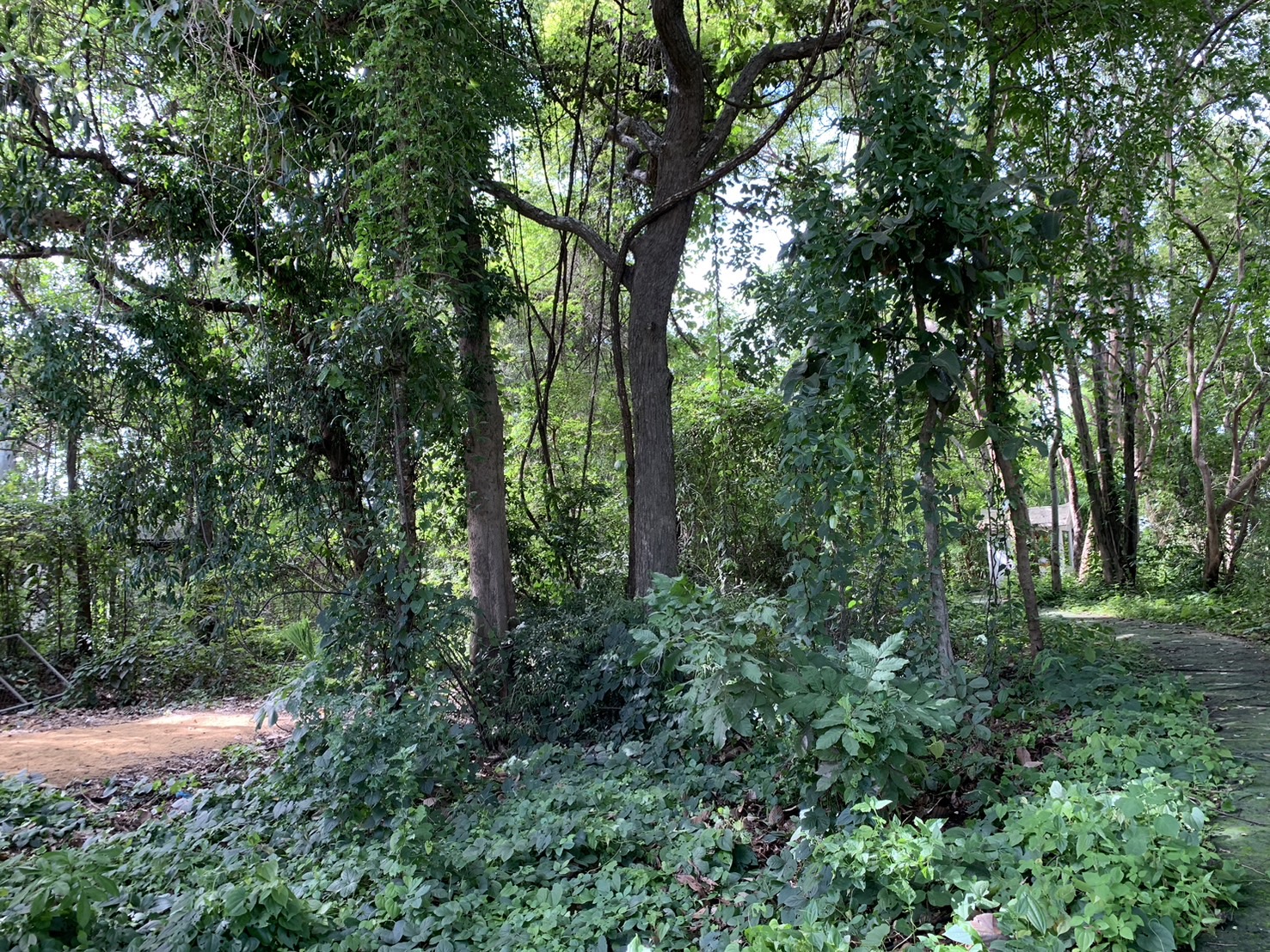forest image