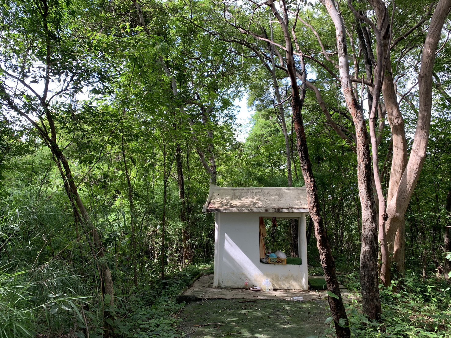 forest image