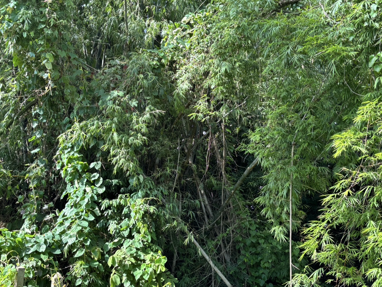forest image