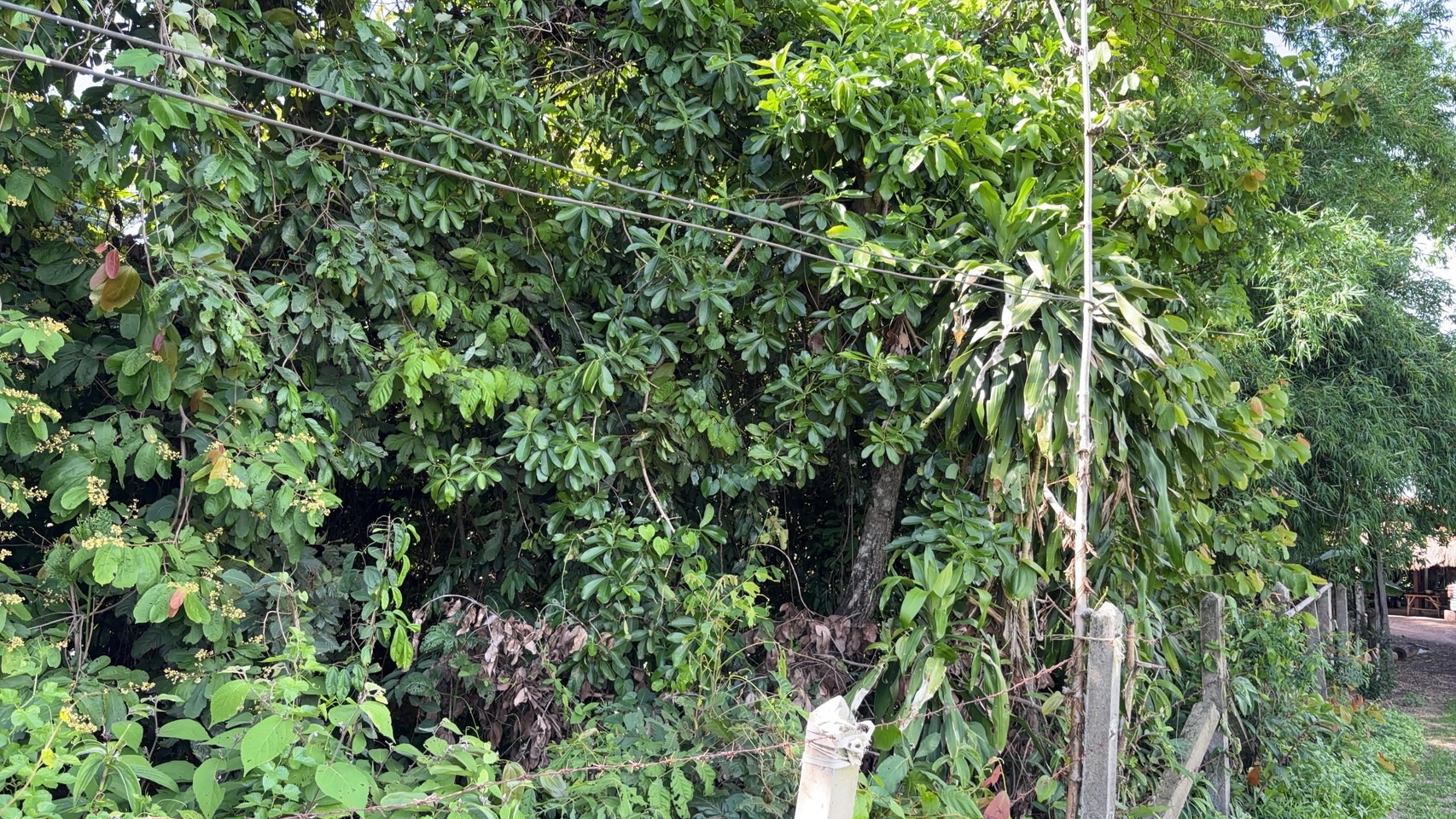 forest image