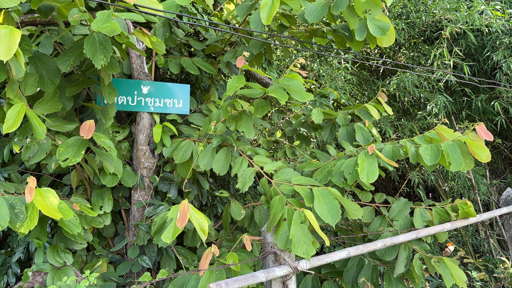 forest image