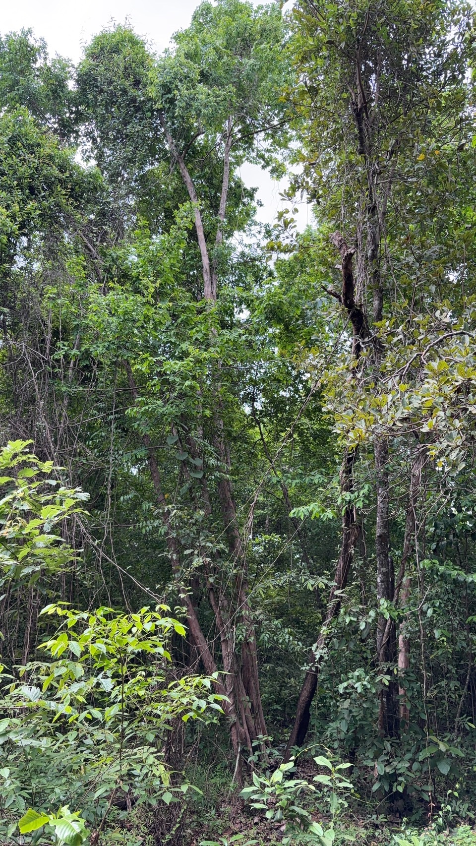 forest image