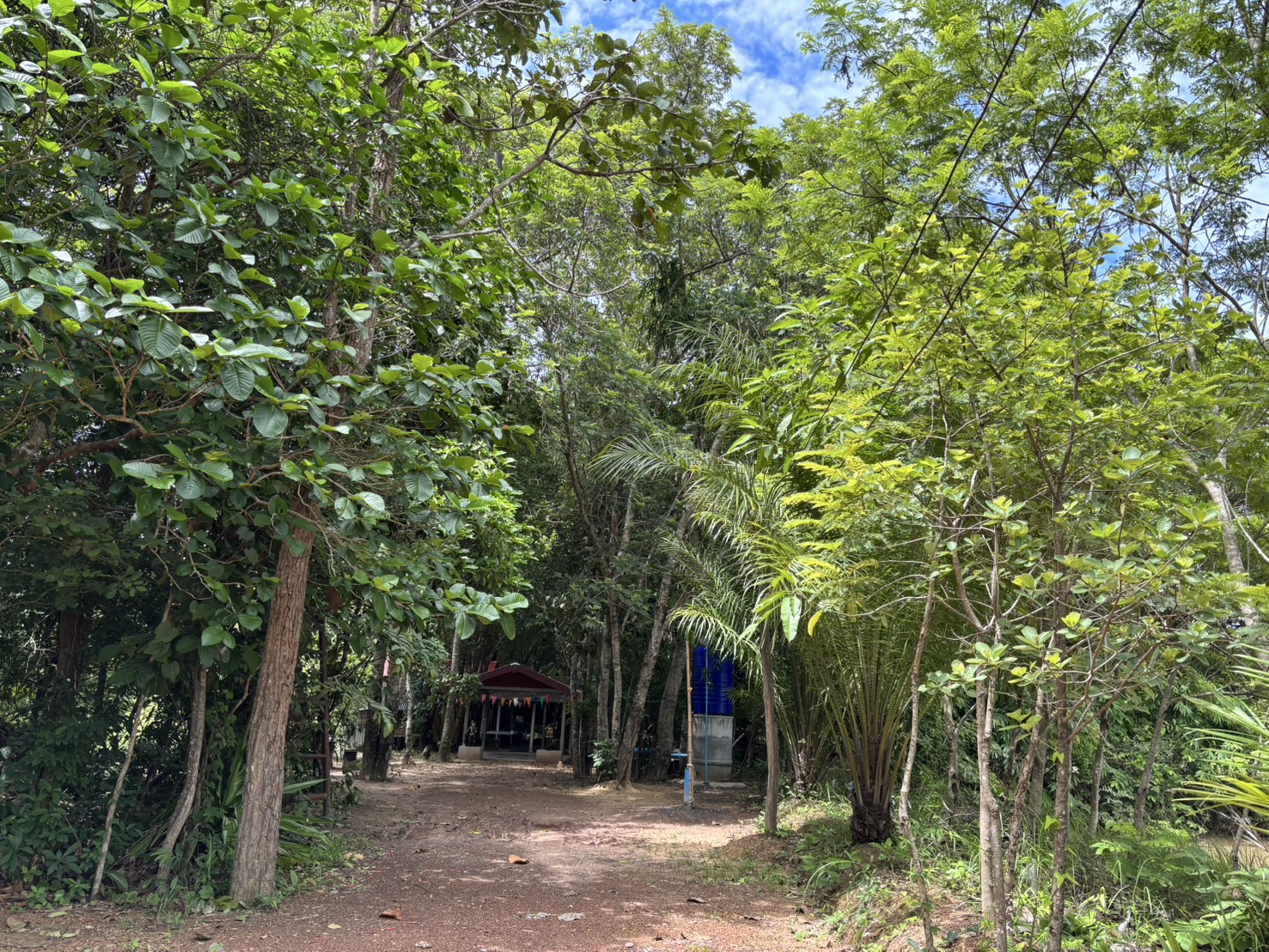 forest image