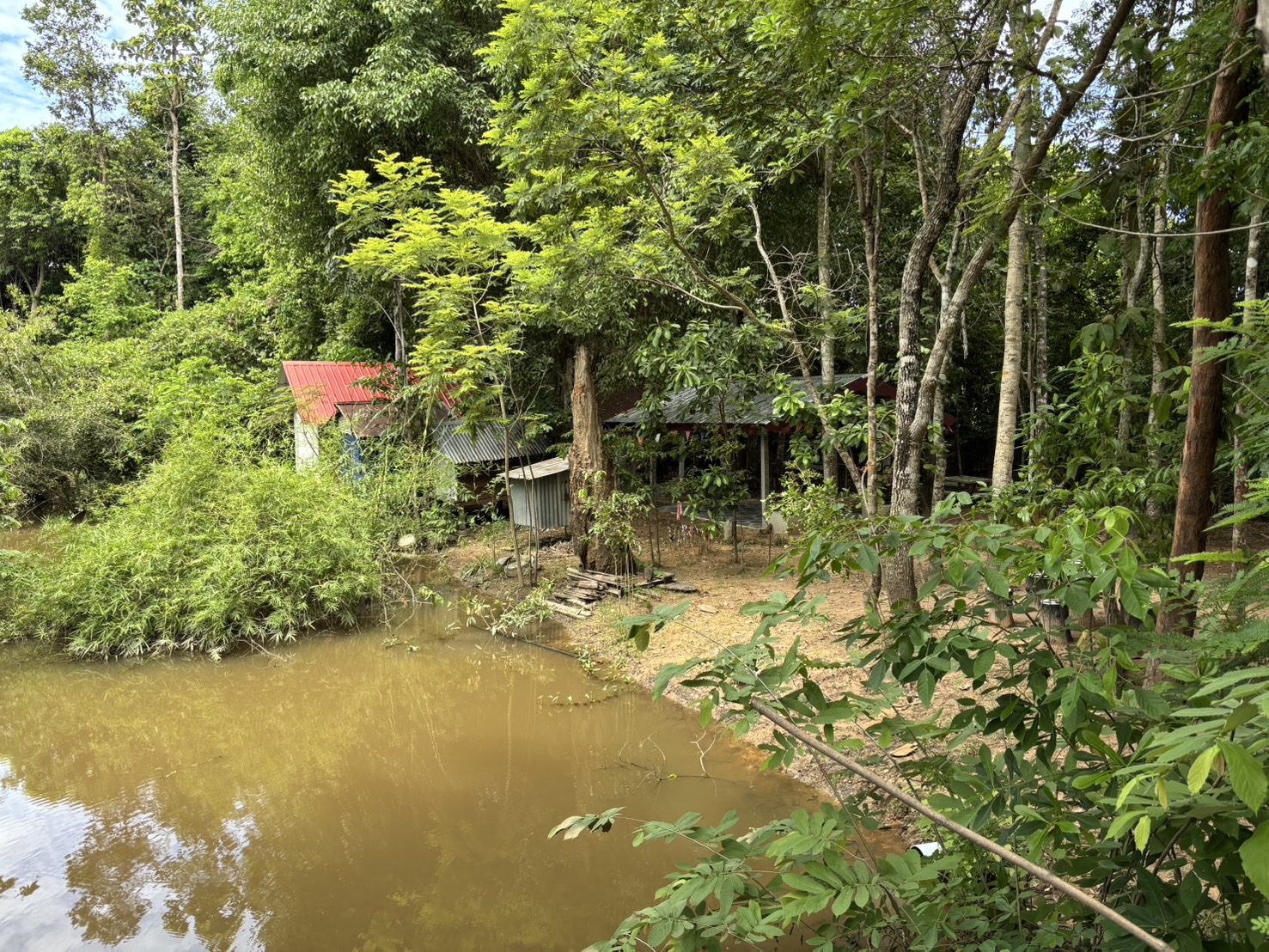 forest image