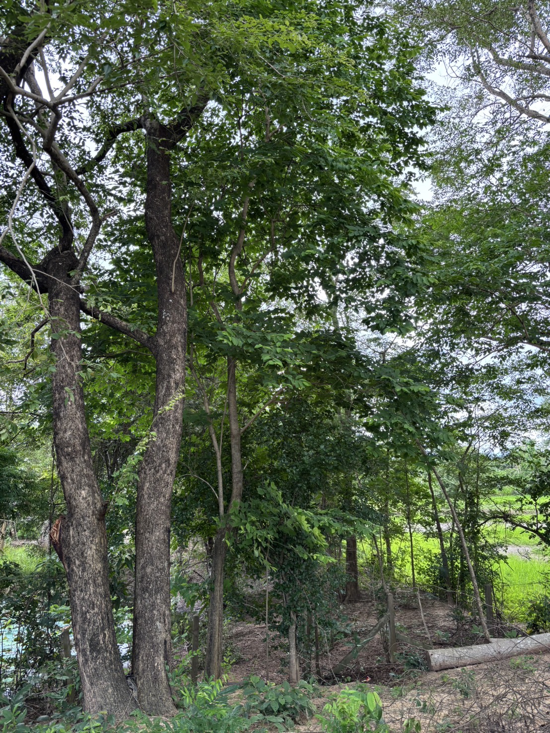 forest image